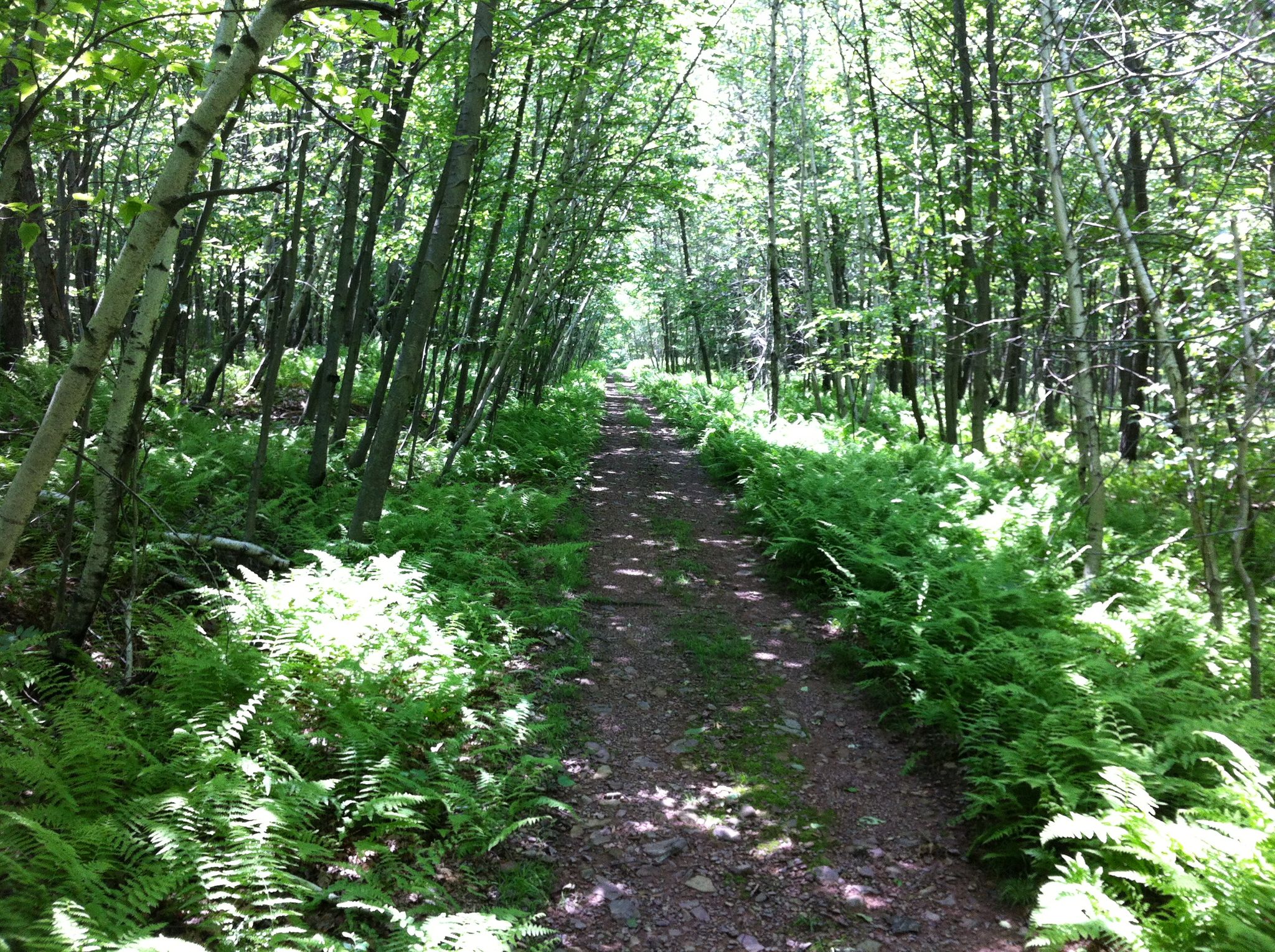 A sun-dappled dirt path winds through a dense forest with tall trees and lush ferns. - Switchback Trail Loop