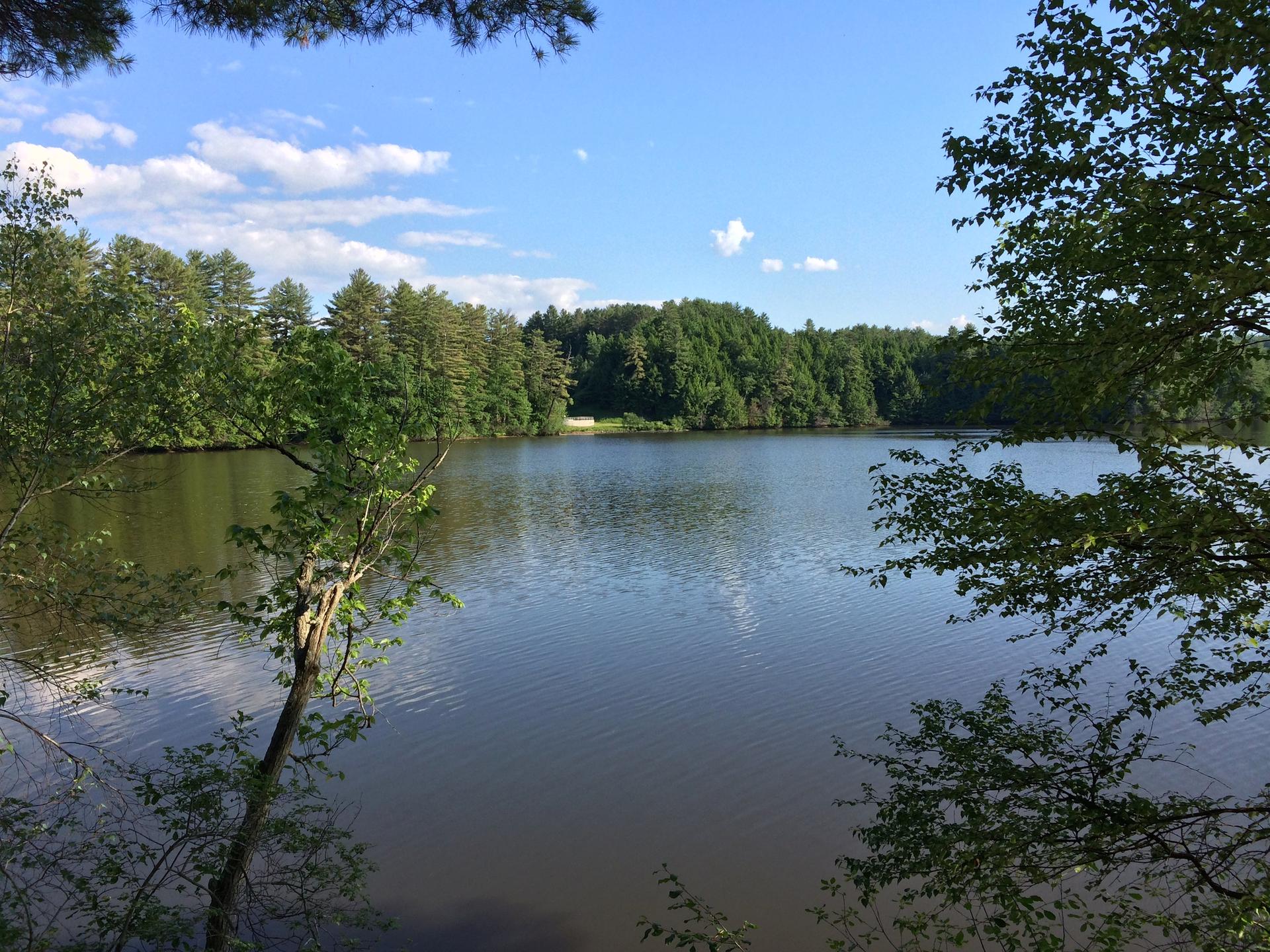 Serene lake surrounded by lush green forest under a bright blue sky.