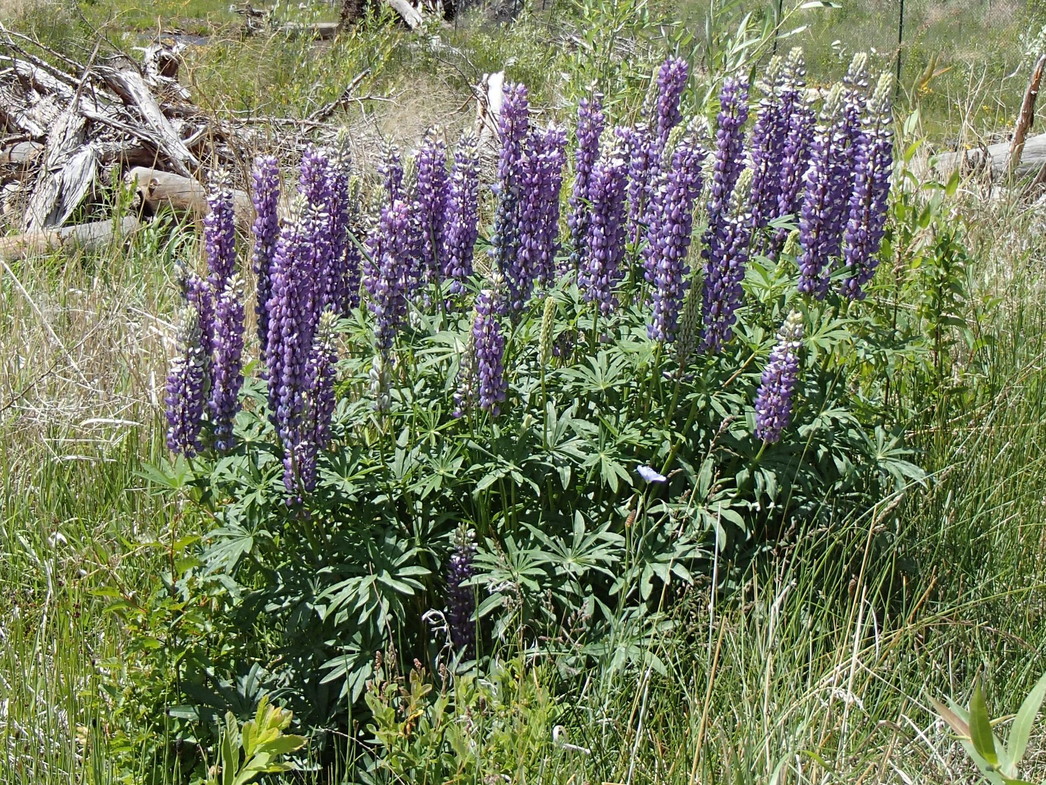 A bush of vibrant purple lupine flowers stands tall in a green field.