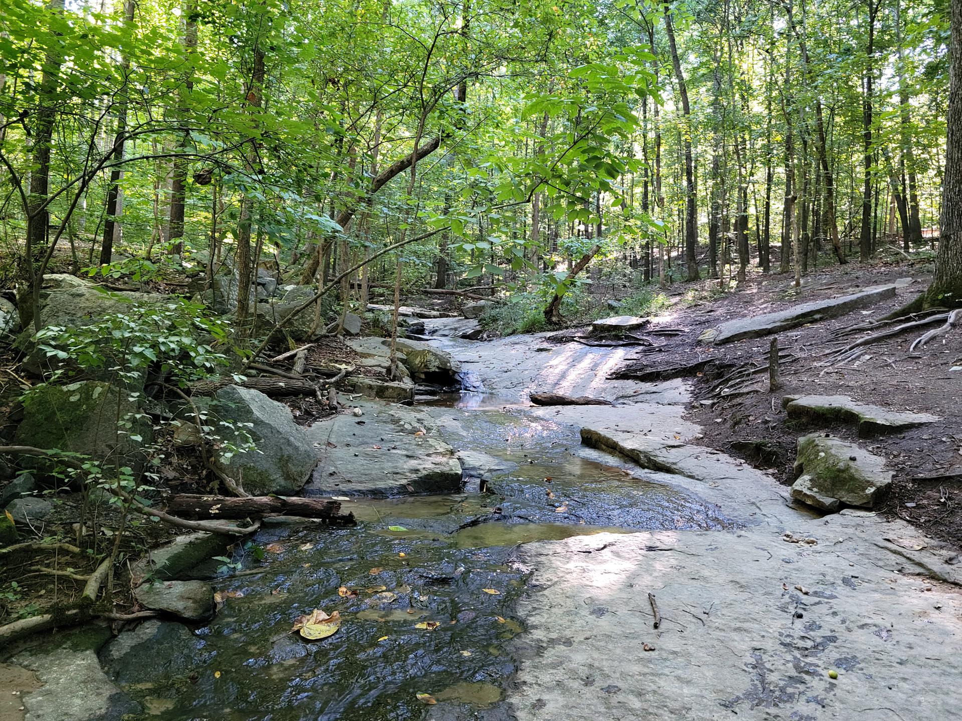 A rocky stream flows through a sunlit, dense green forest.