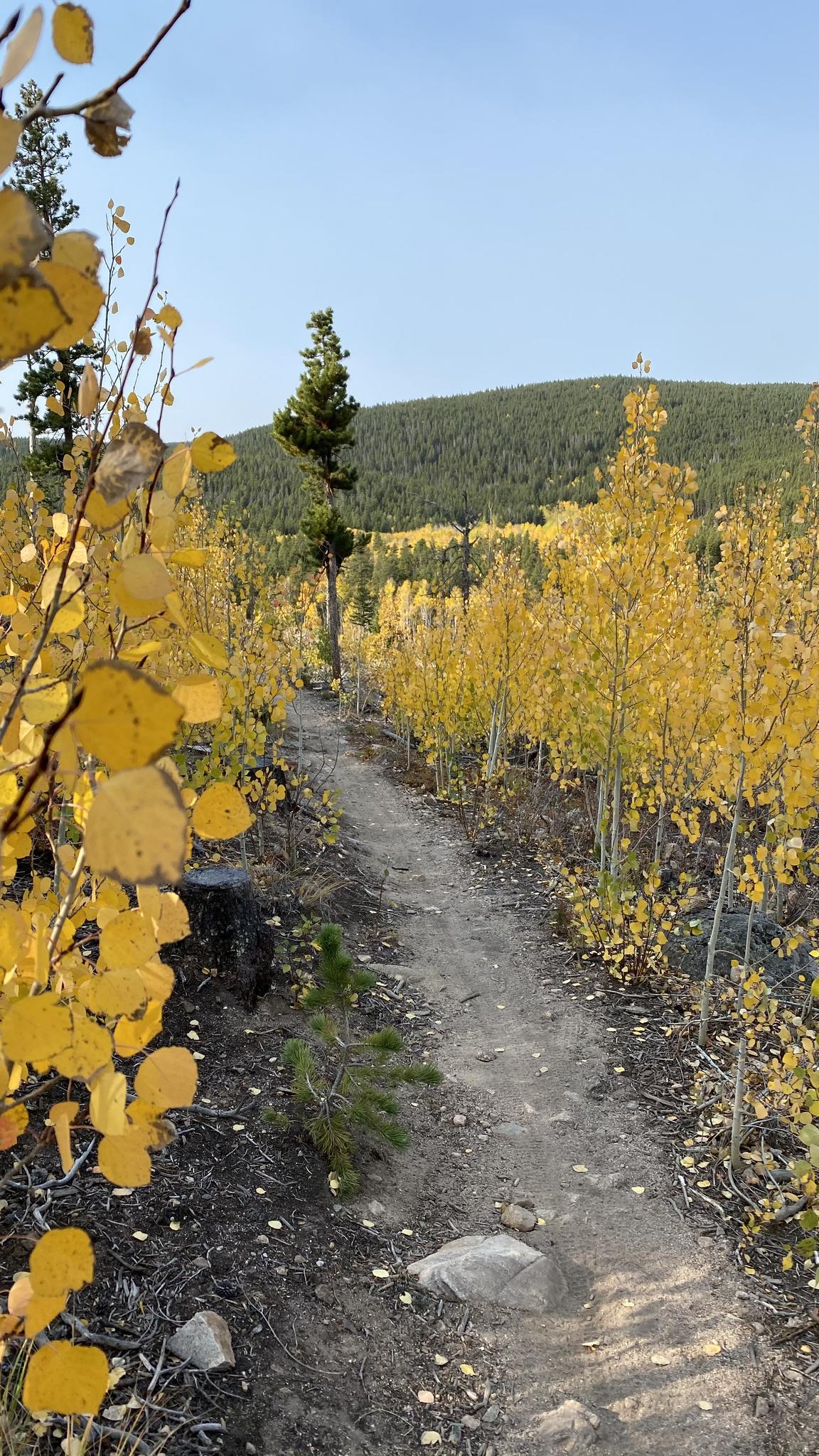 Narrow dirt path winding through a vibrant forest of golden aspen trees.