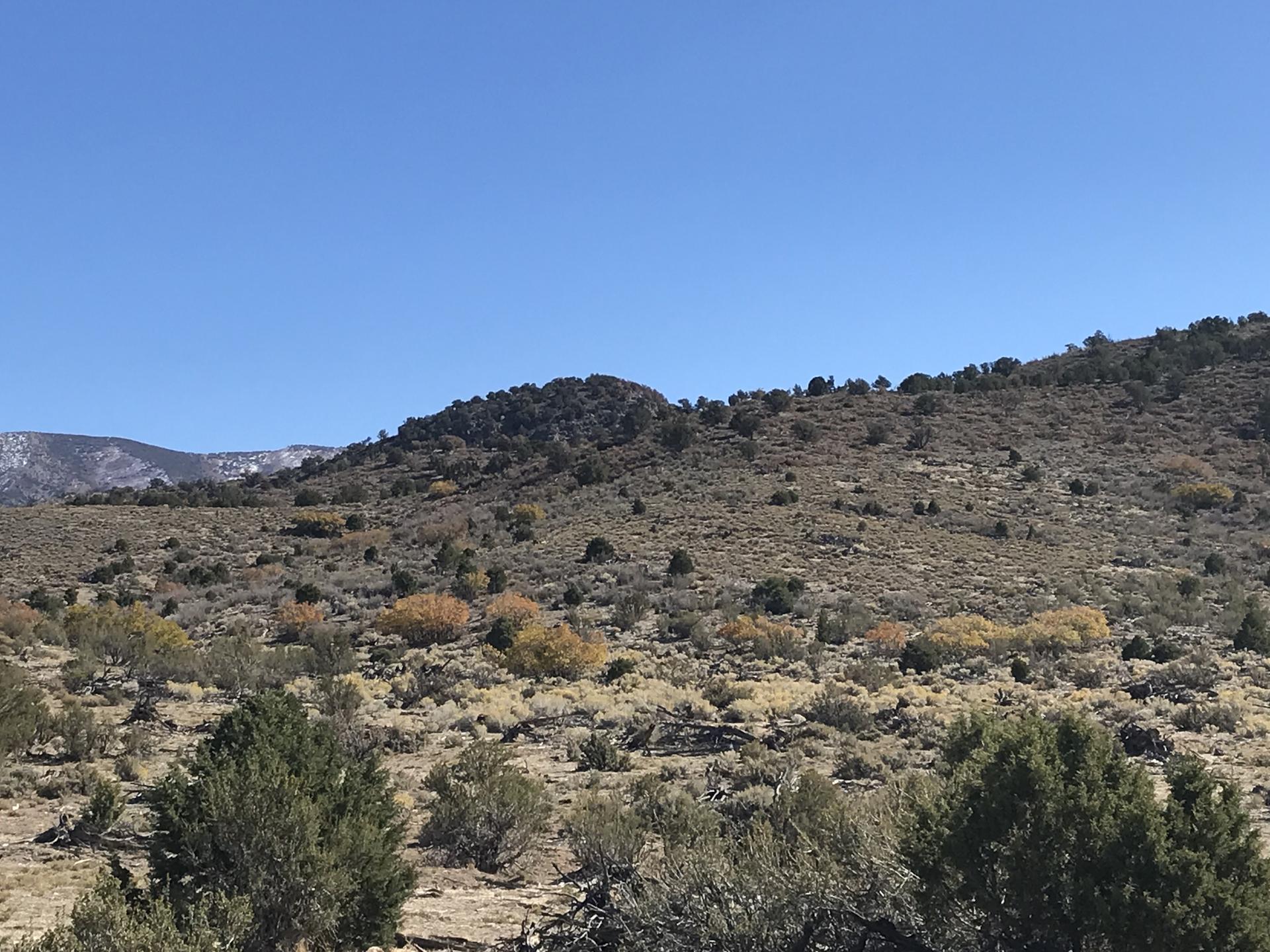 Arid hills with sparse green and yellow bushes under a clear blue sky. Distant snow.