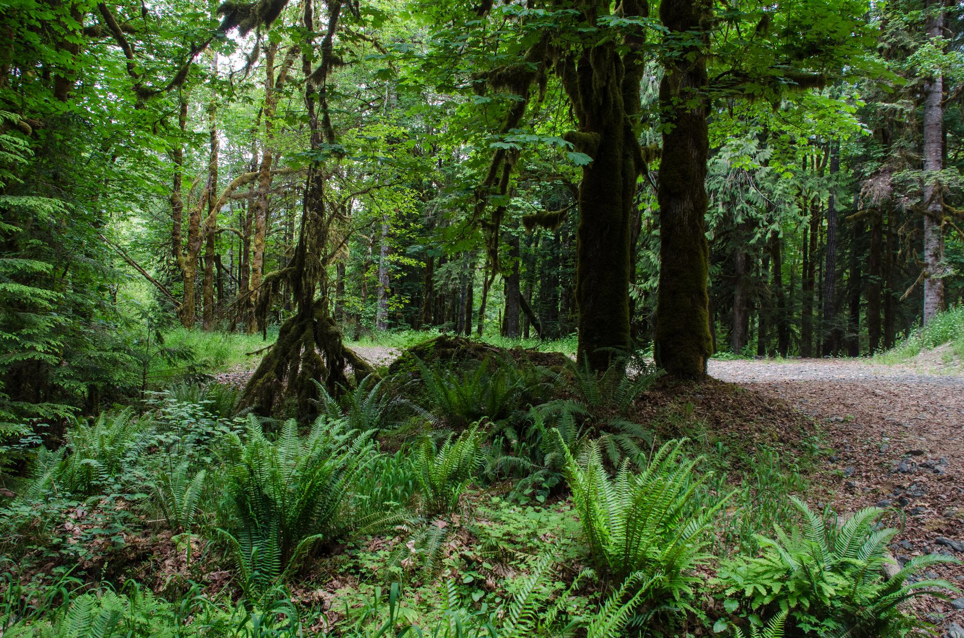 Lush green forest with dense ferns and tall trees under soft light.