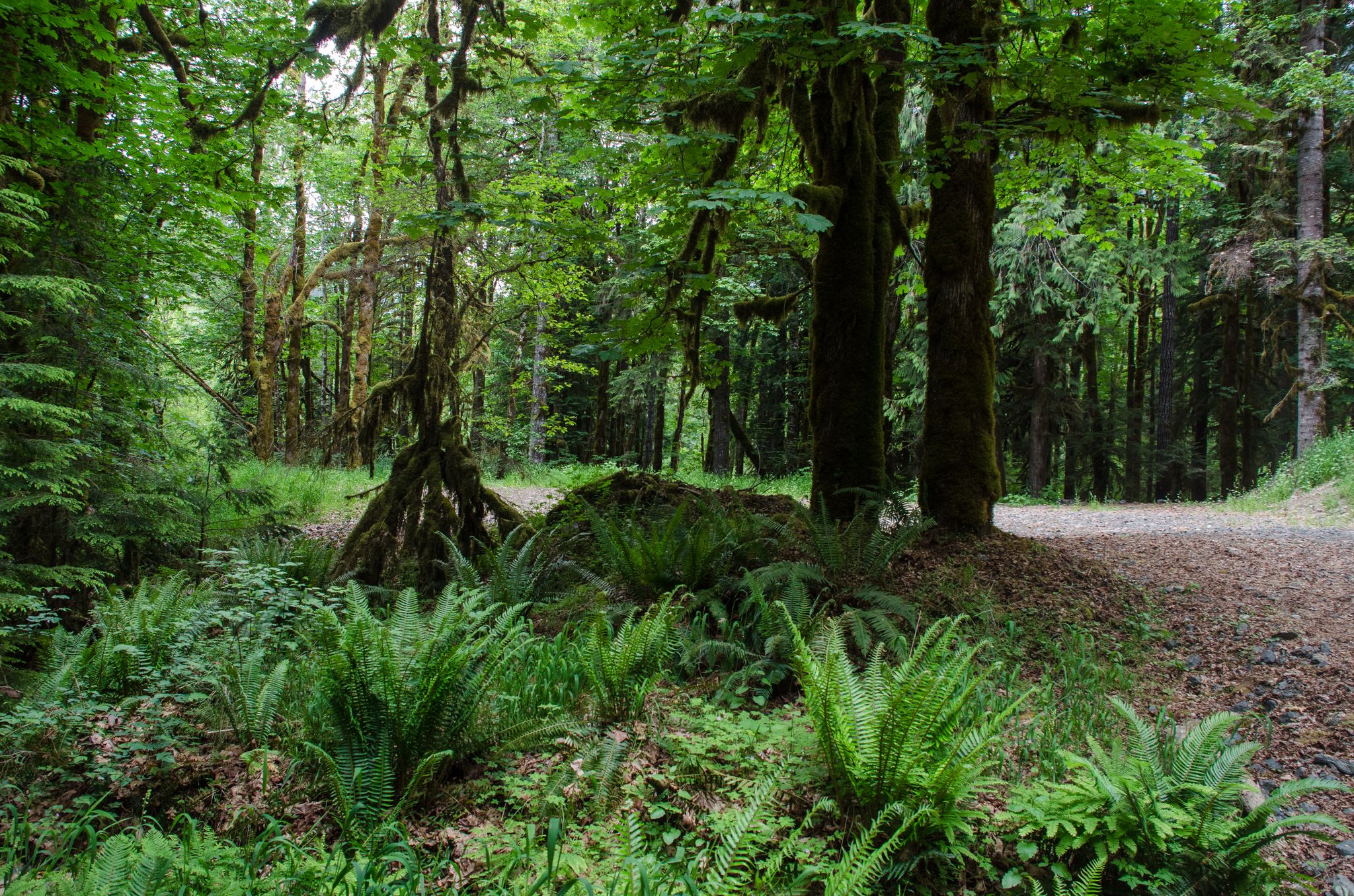 Lush green forest with dense ferns and tall trees under soft light. - Murhut Falls Trail