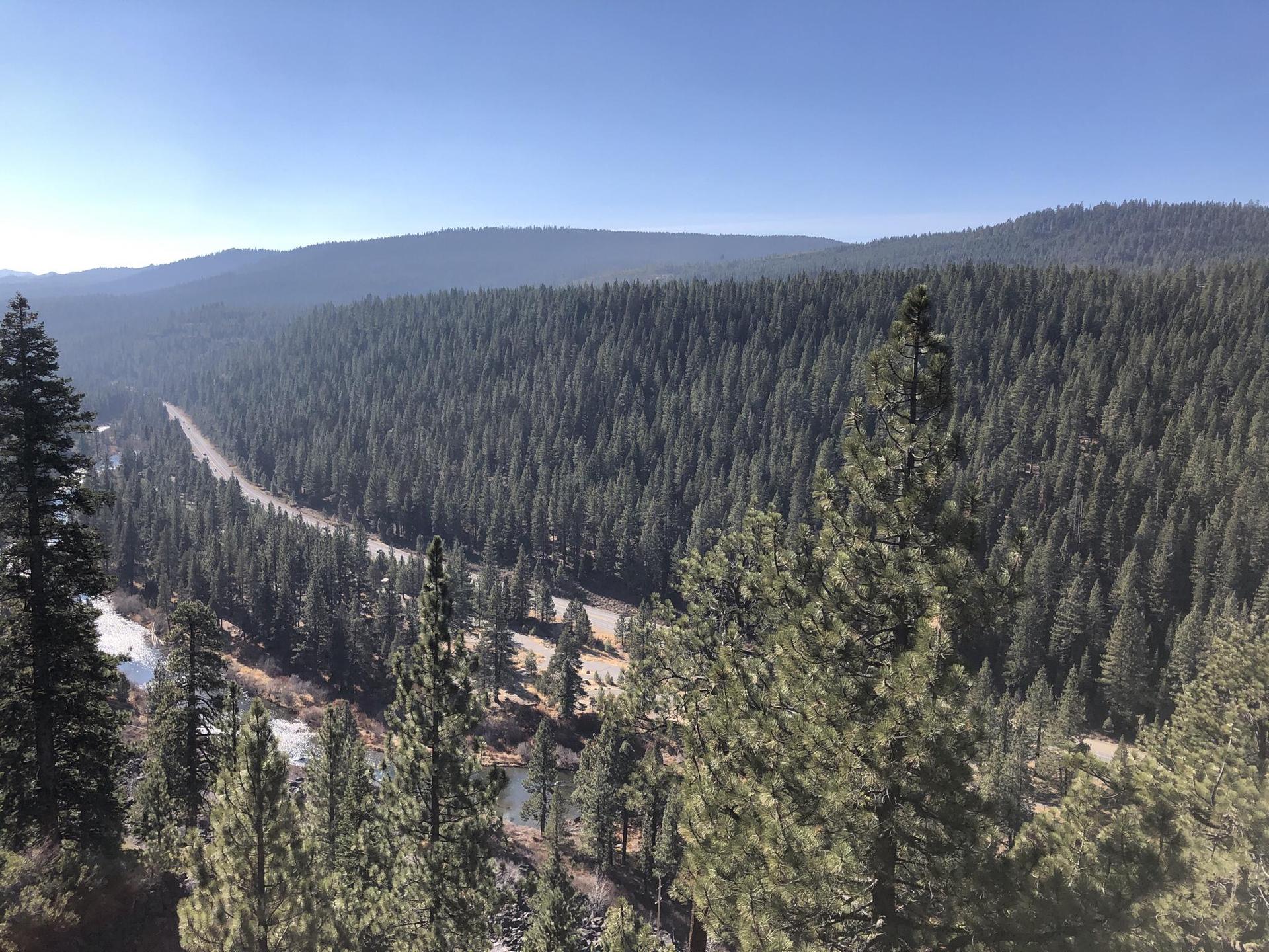 Panoramic view of a vast pine forest with a winding road and river.
