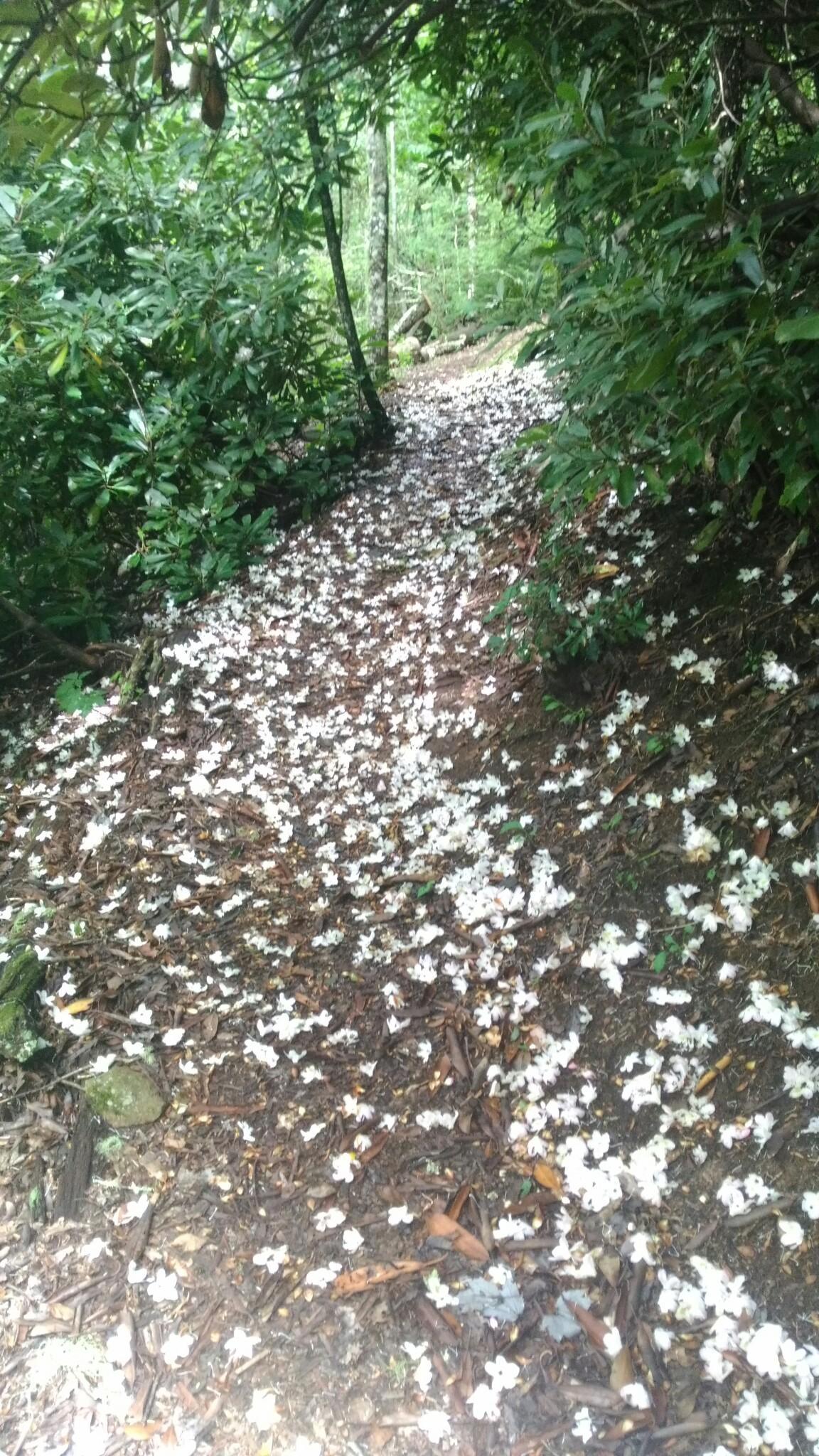 Forest path covered in white flower petals, surrounded by green foliage.