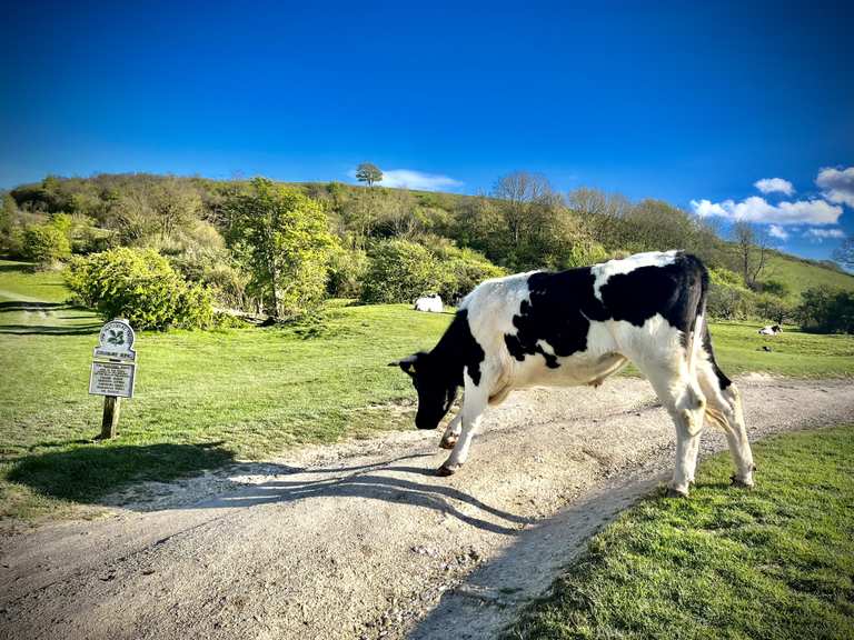 Chanctonbury, Cissbury and Lancing Rings loop — South Downs National ...