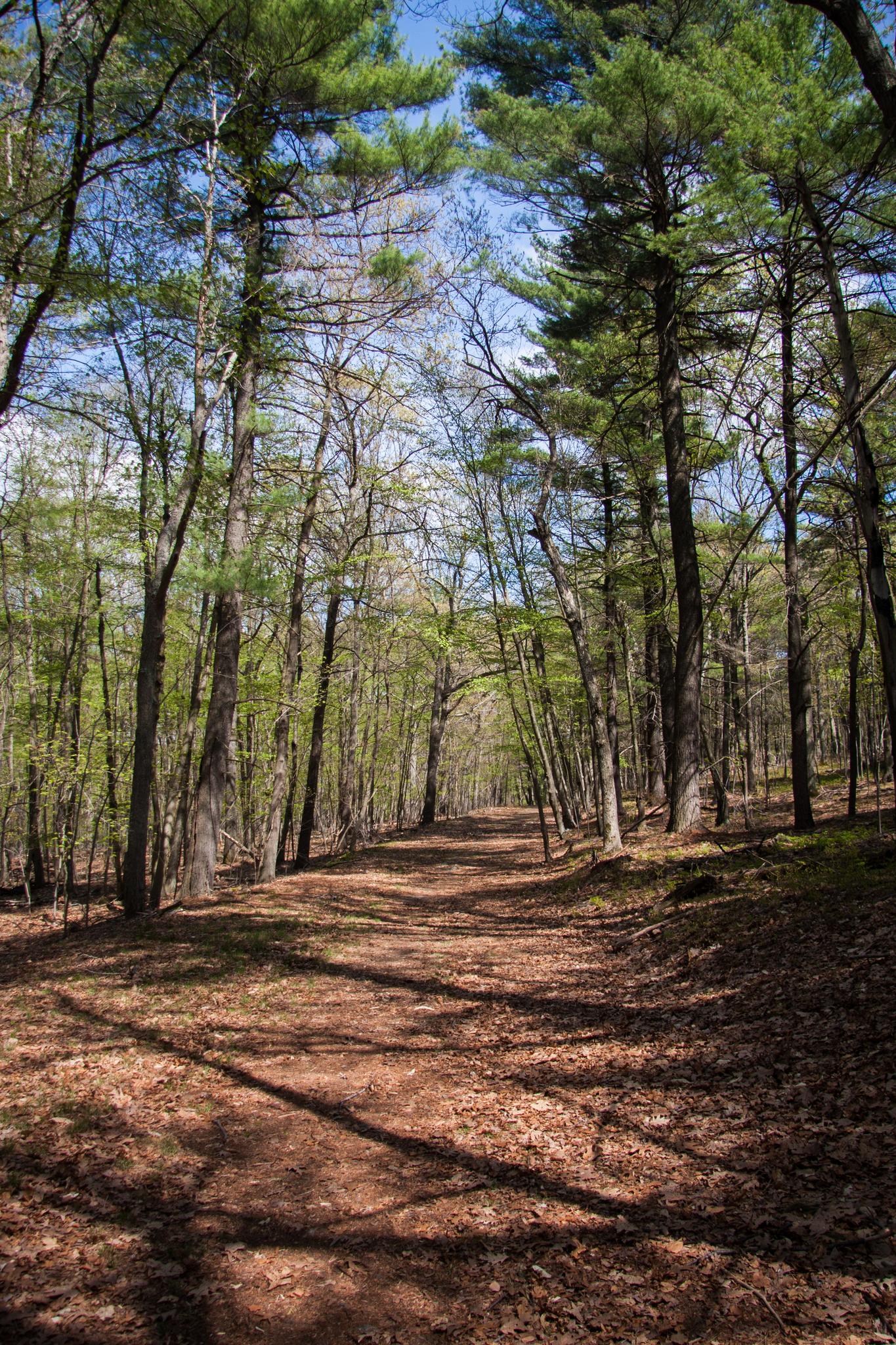 A sun-dappled dirt path winding through a dense, green forest.