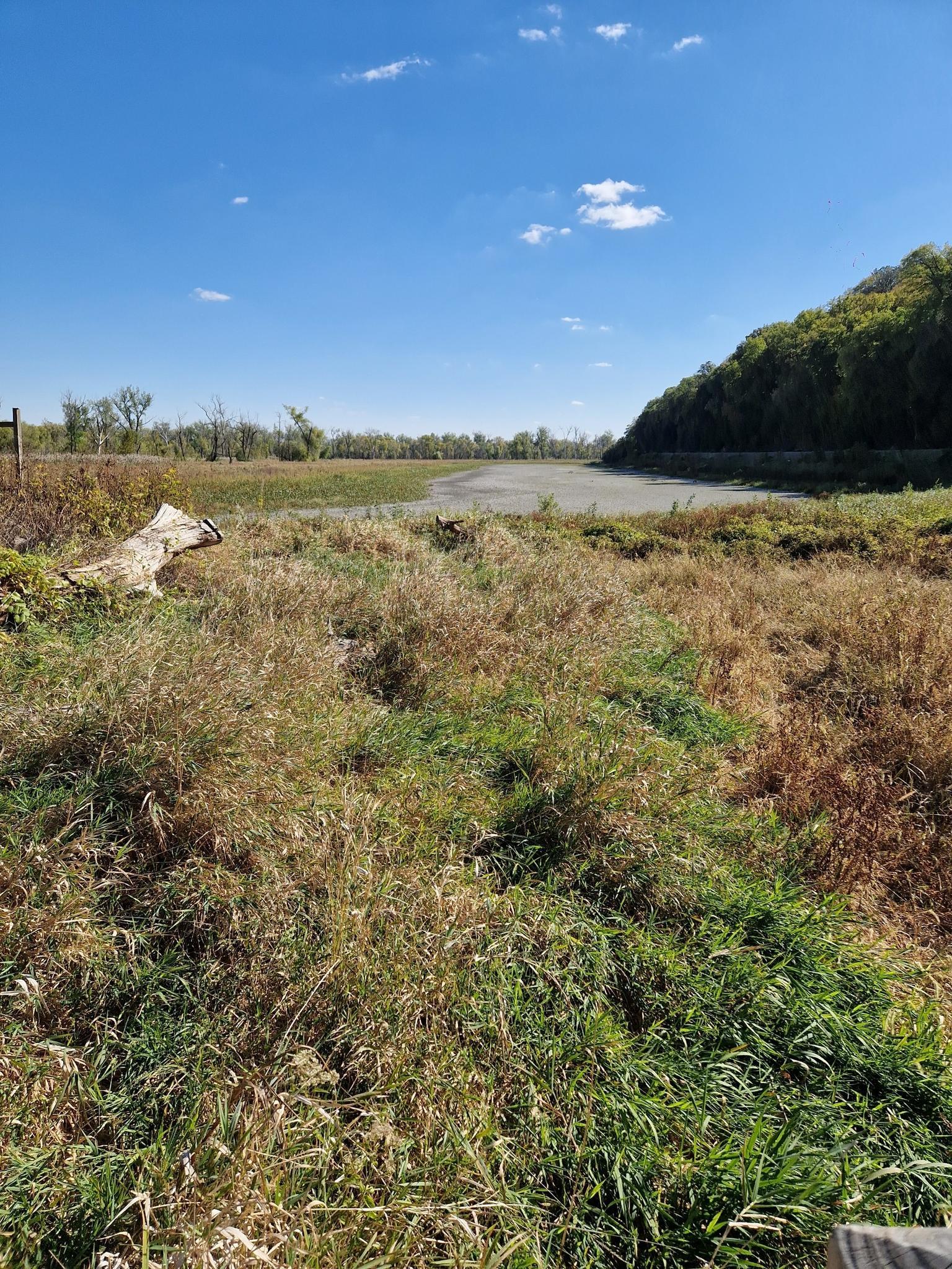 Marshy wetland with dry grass, a large log, and distant water under a blue sky.