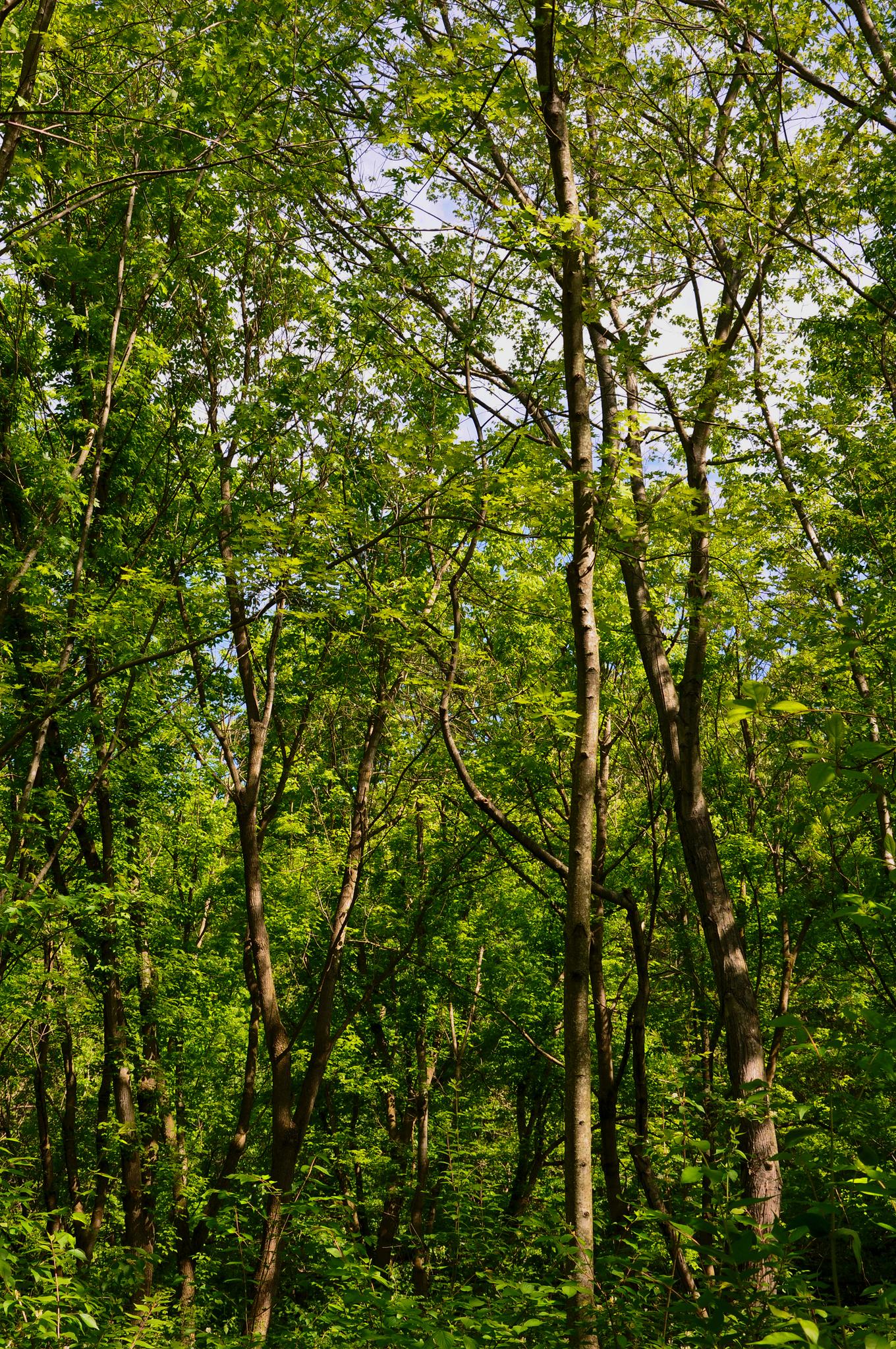 Sunlight filters through a dense forest of tall, green trees.