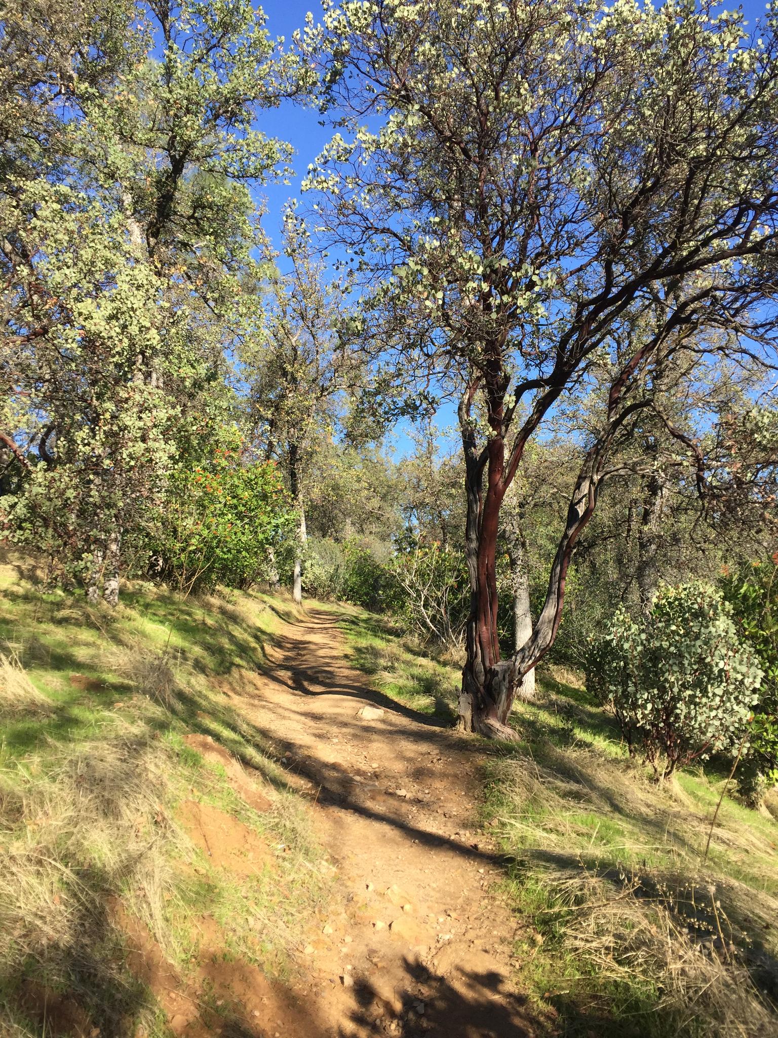 A sunny dirt path winds through a wooded hillside with green trees.