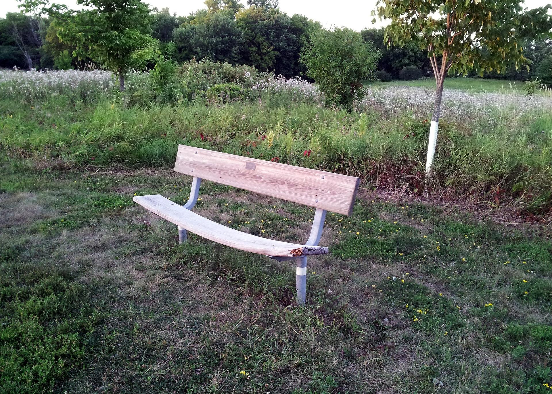 Empty wooden park bench in a grassy field with trees under soft light.