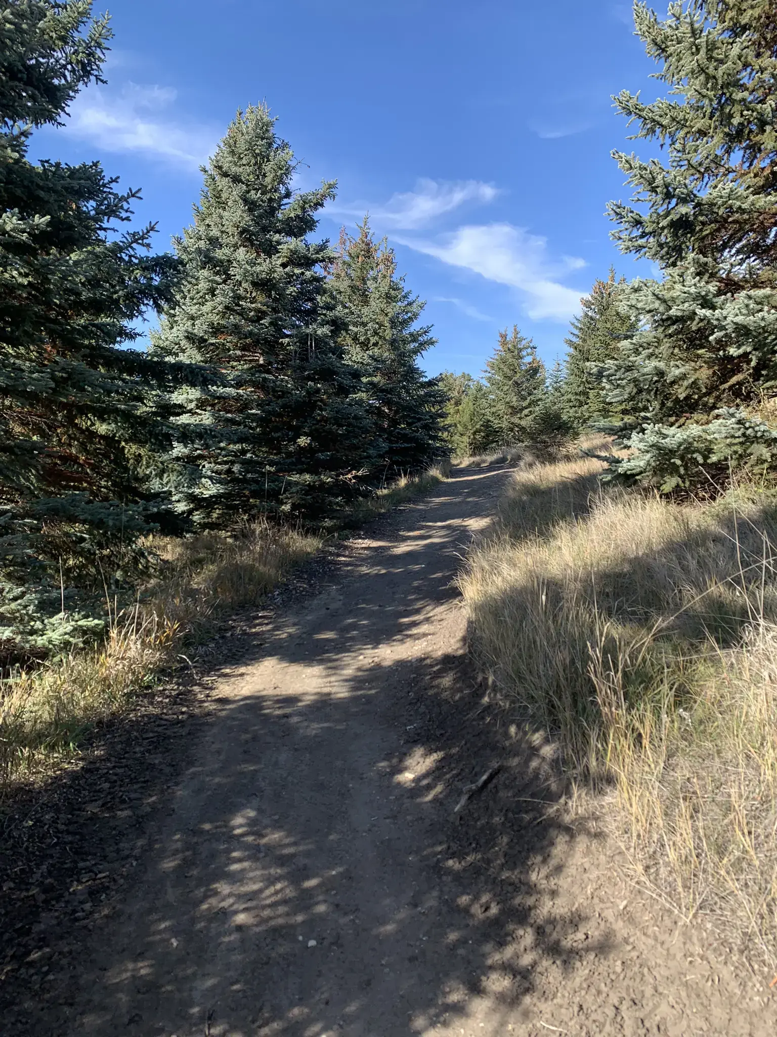 Sunny dirt path winding through tall pine trees and dry grass.