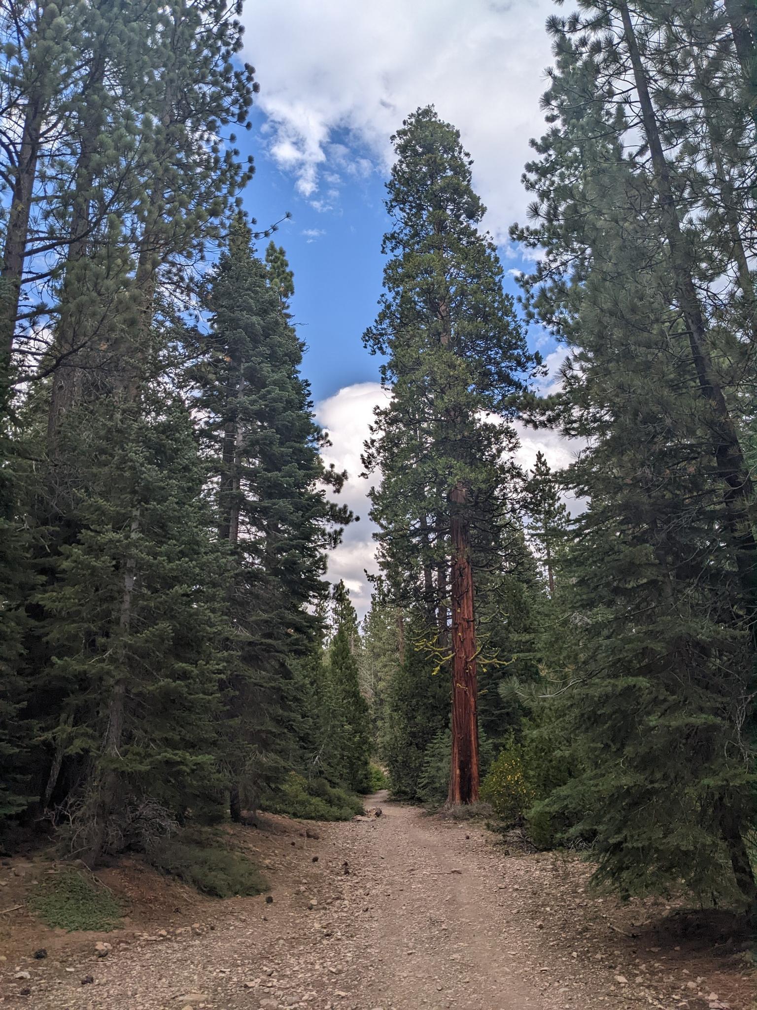 A narrow dirt path through a towering pine forest under a cloudy sky.