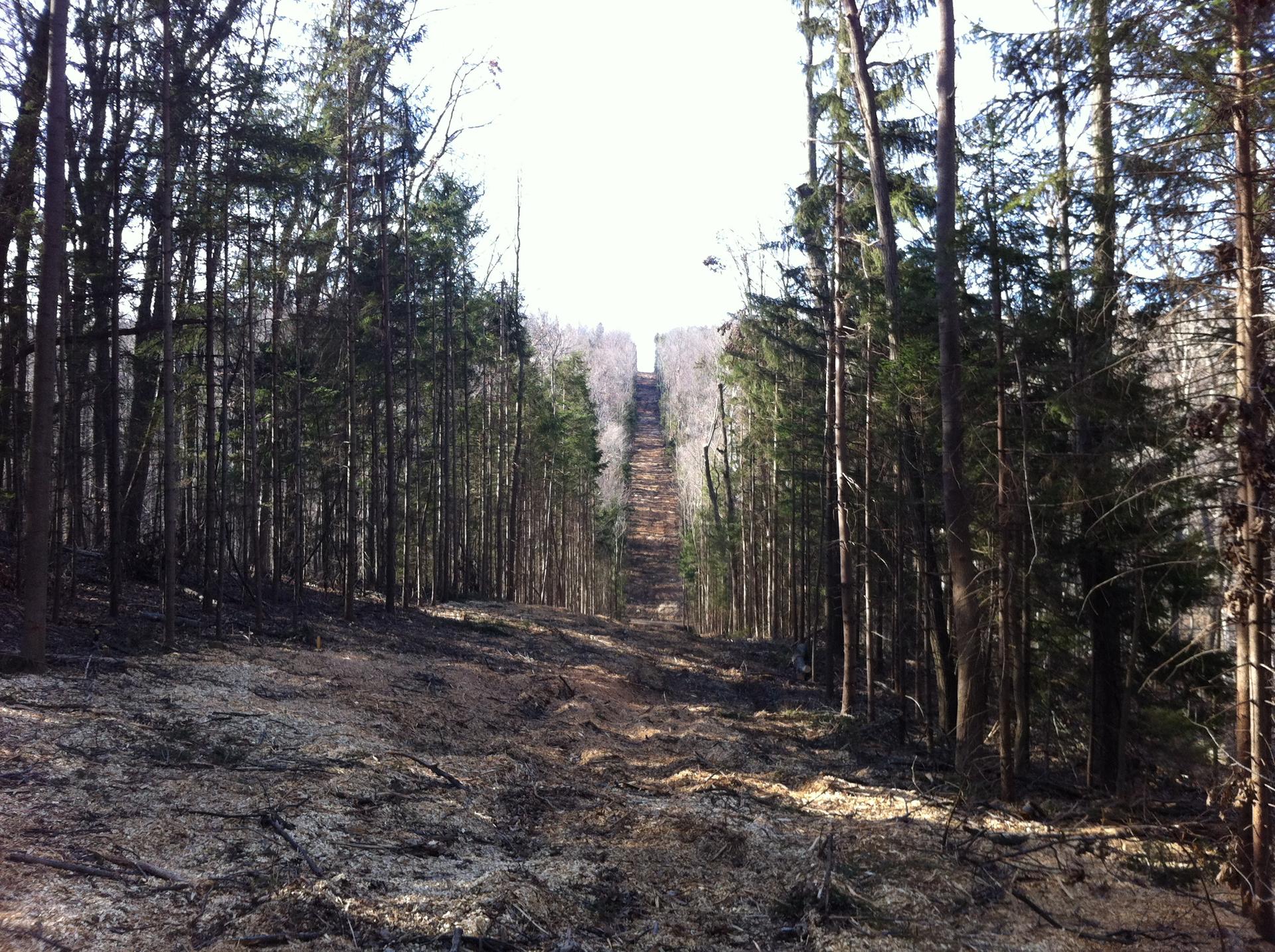 A wide, cleared path ascends steeply through a dense forest under bright skies.