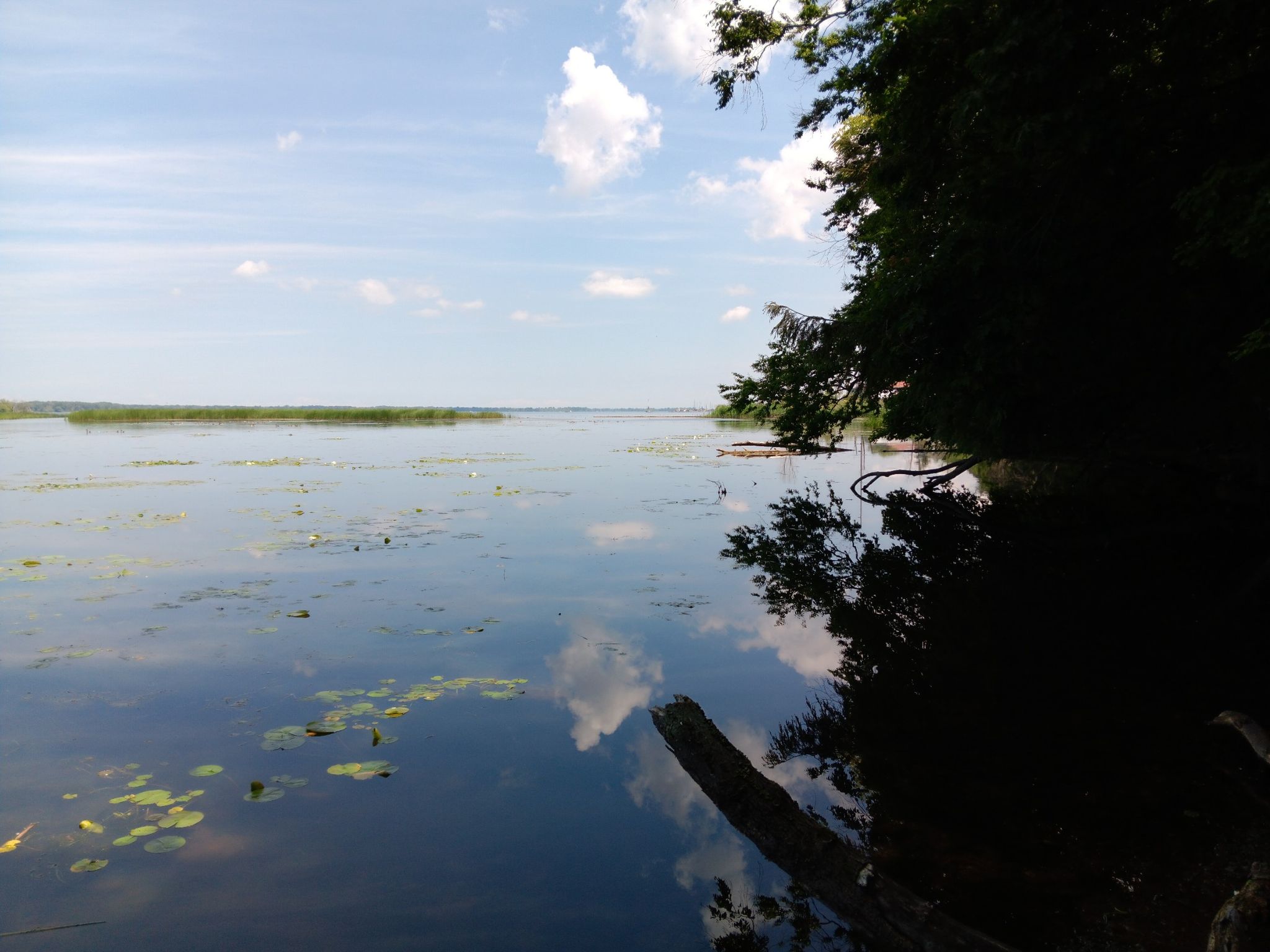 Wide lake with lily pads, reflections of clouds, and dark trees. - Scott Park Loop