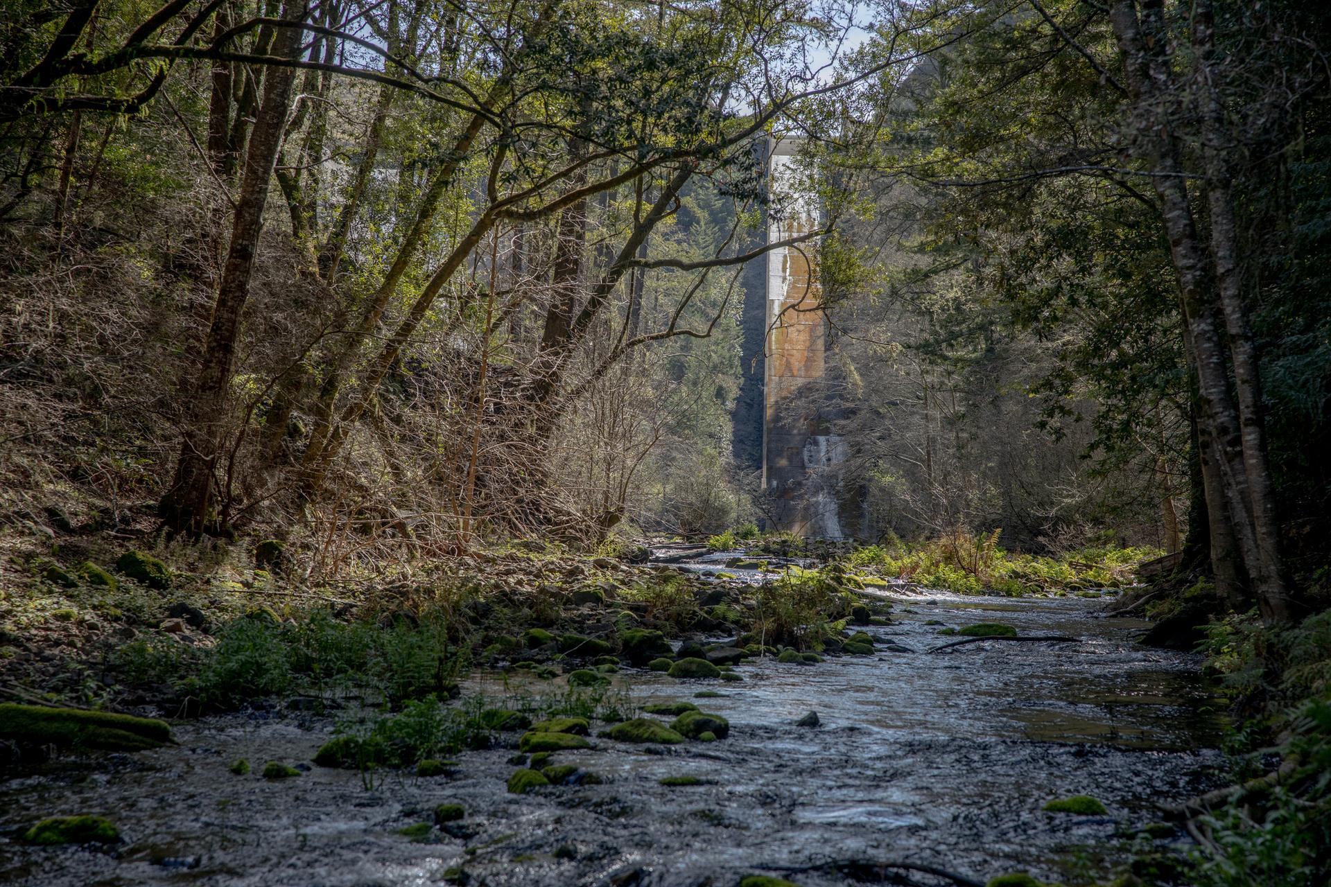 A rocky stream winds through a dense, sunlit forest with a distant tall structure.