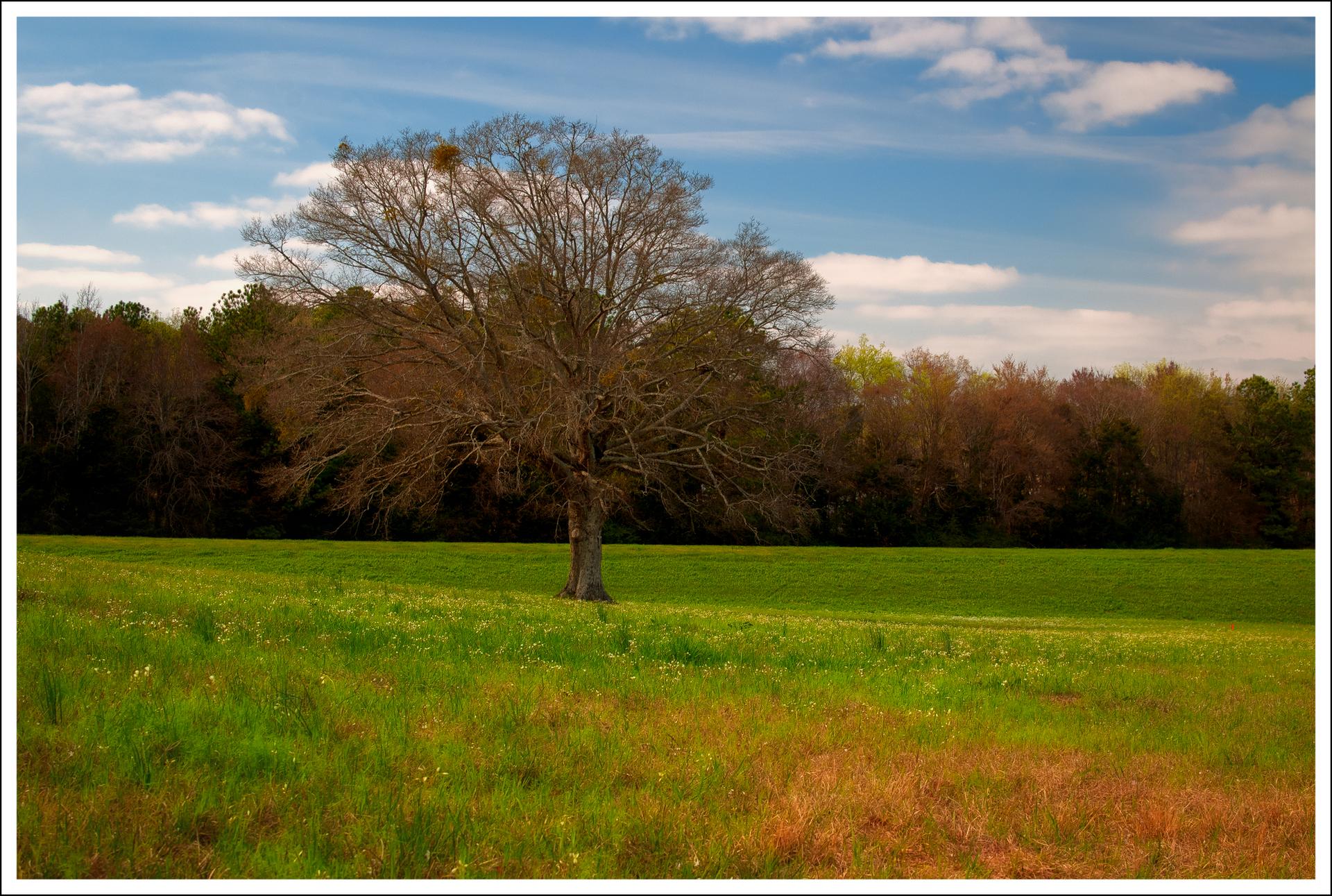 A solitary bare tree stands in a sunny green field with a distant forest.