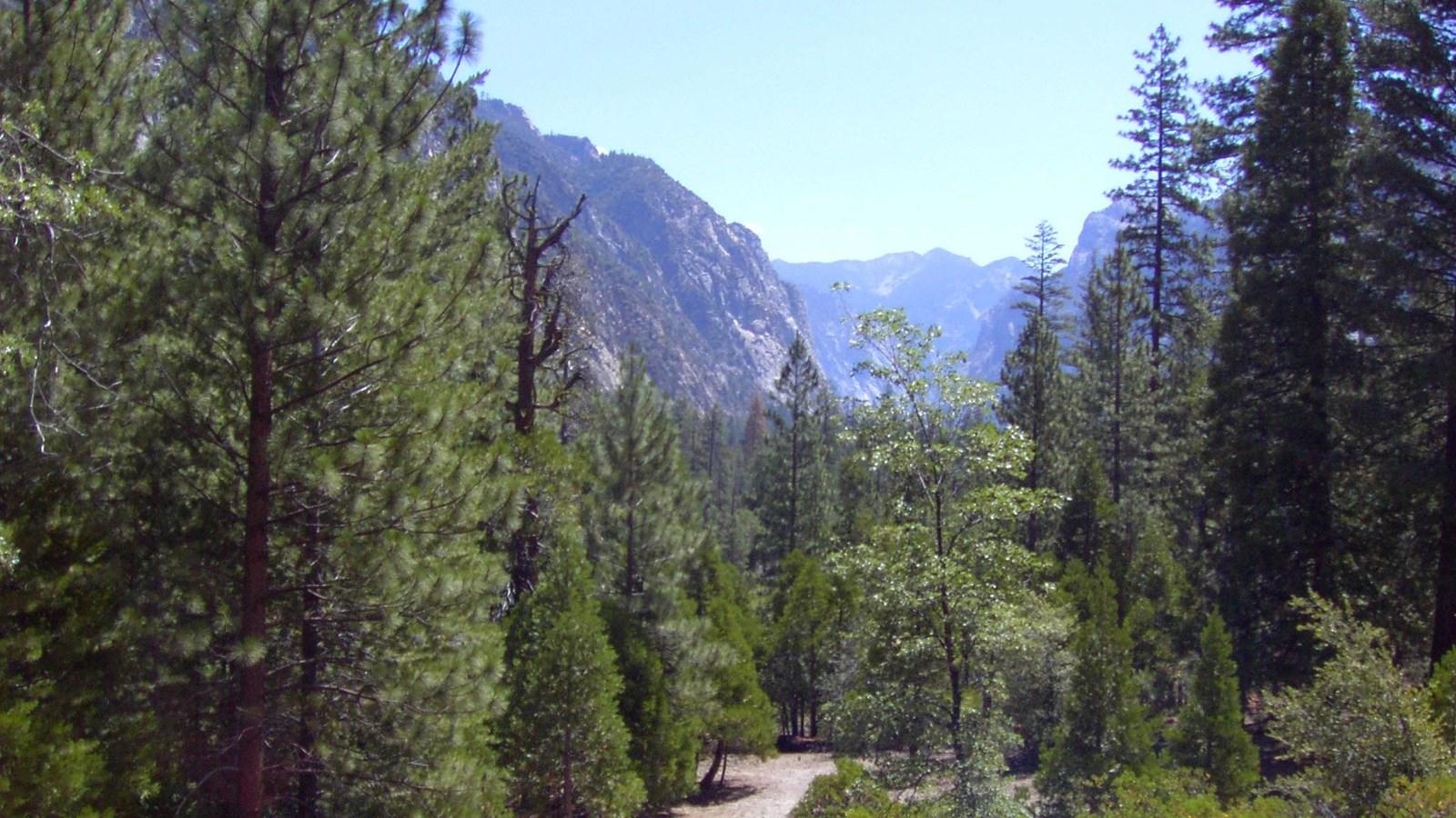 Dense forest with tall trees and a dirt path, leading to distant mountains.