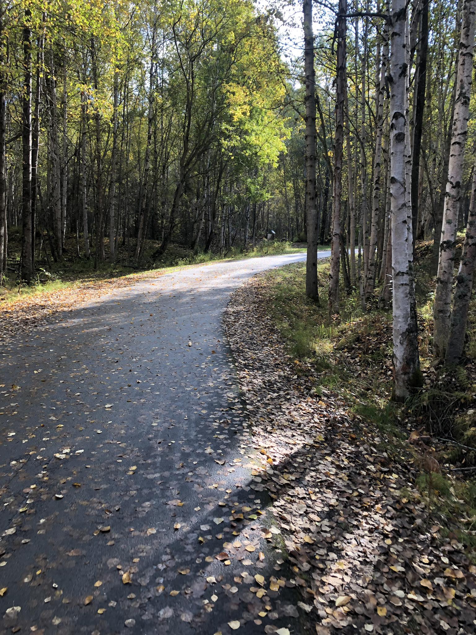Sunlight illuminates a paved path covered in autumn leaves through a forest.