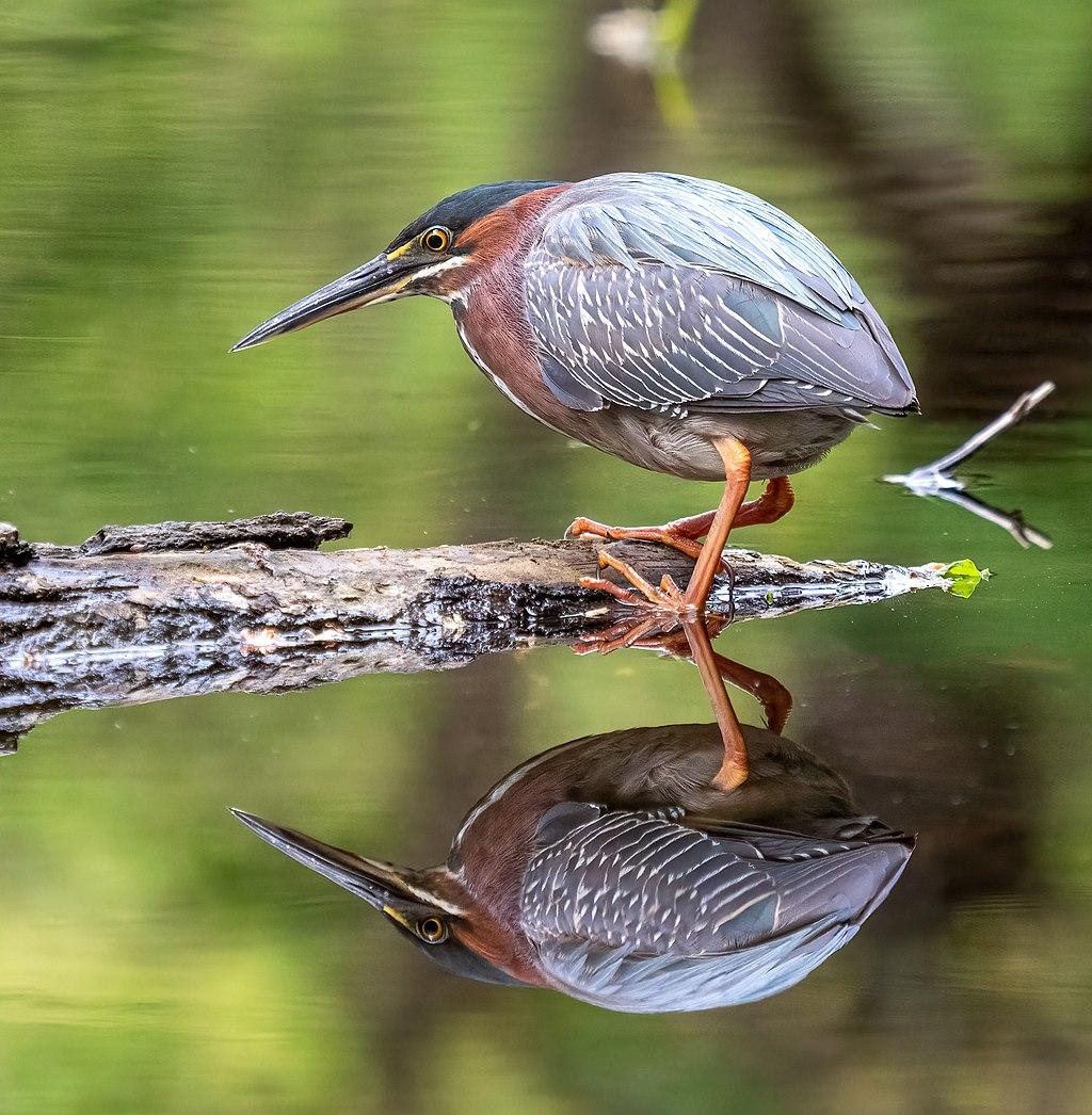 A colorful bird on a log, reflected in still green water.