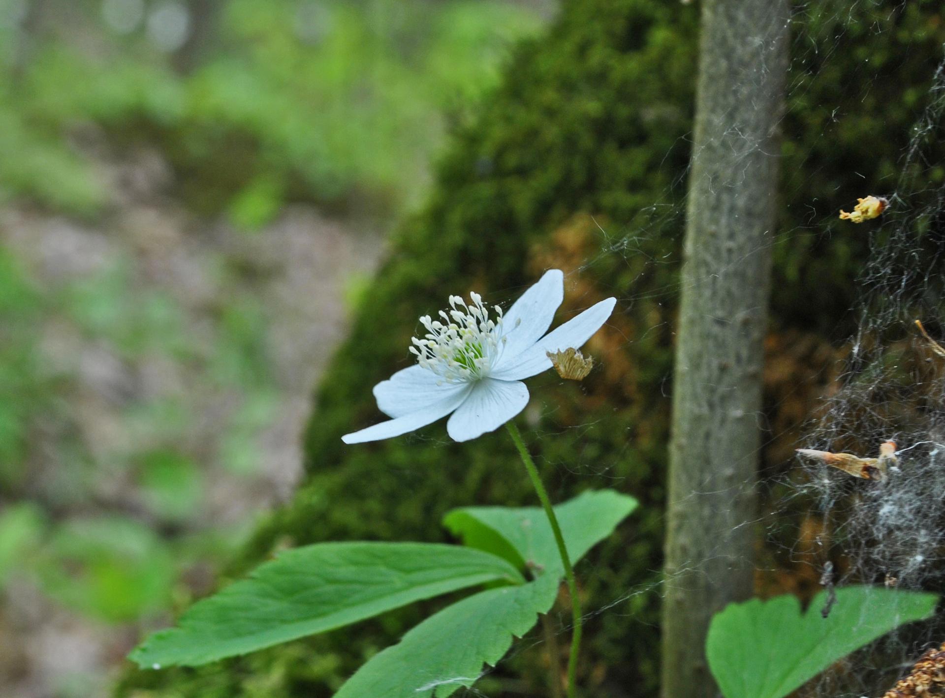 A delicate white wildflower with a small spider near a mossy tree.