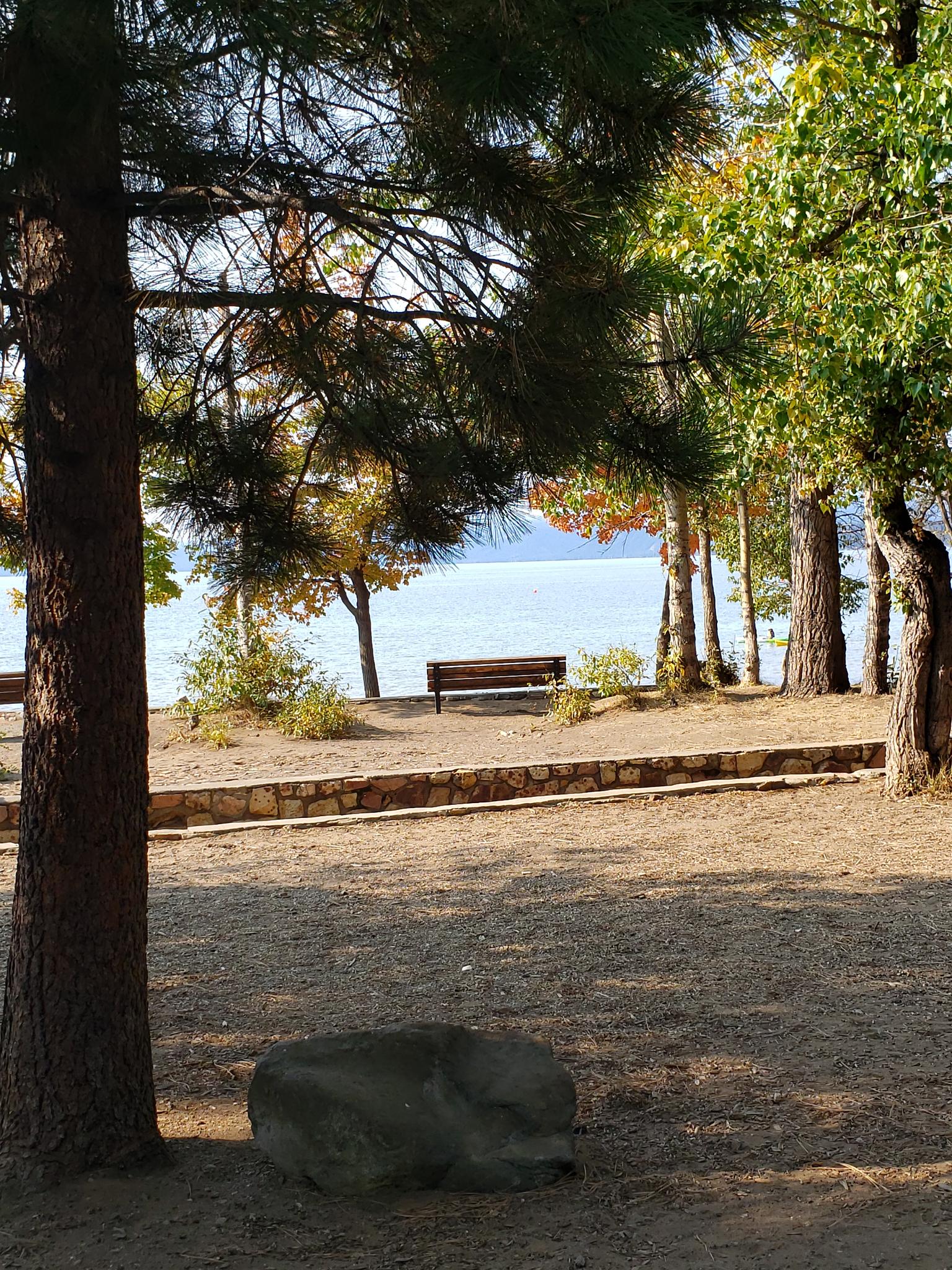 Sunny view of a lake through pine trees, with a distant park bench.