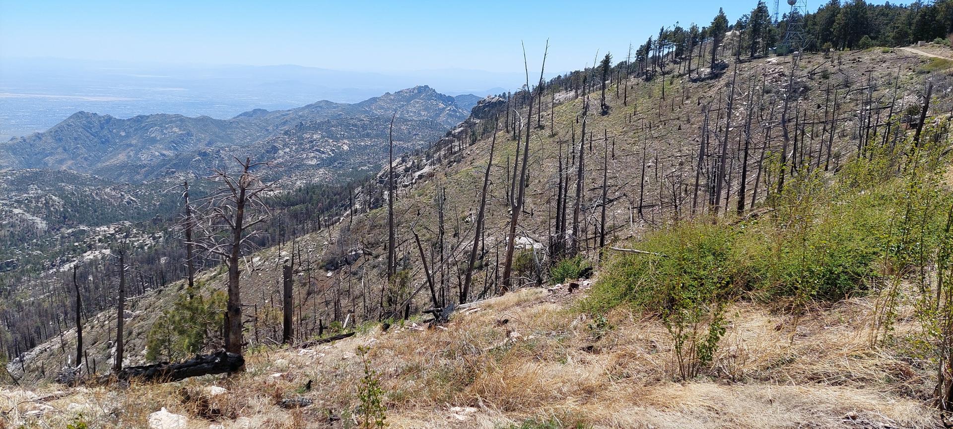 Sunny mountain slope with many dead trees and distant peaks under clear sky.