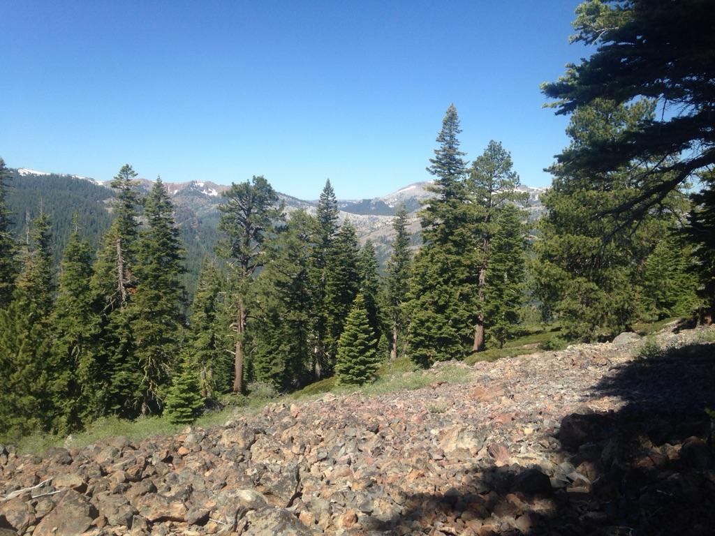 Sunny view of a pine forest with rocky foreground and distant mountains.