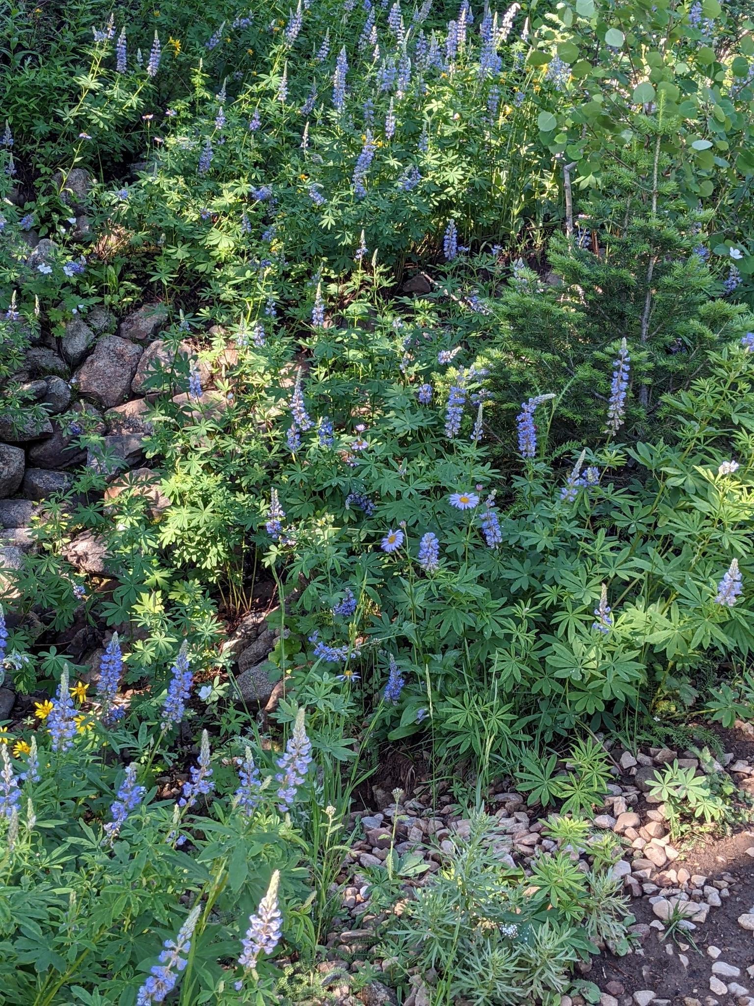 Vibrant purple lupine flowers and green plants growing on a sunlit hillside.