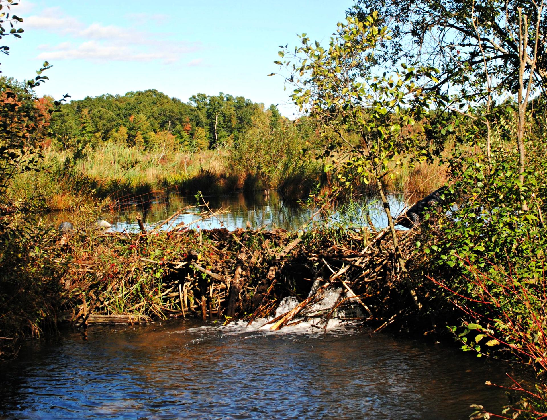 A large beaver dam spans a stream in a sunny, wooded wetland.