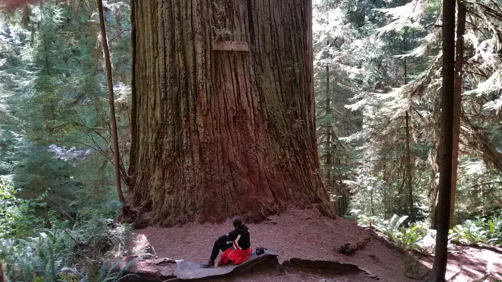 Person sitting at the base of a massive tree in a sunlit forest.