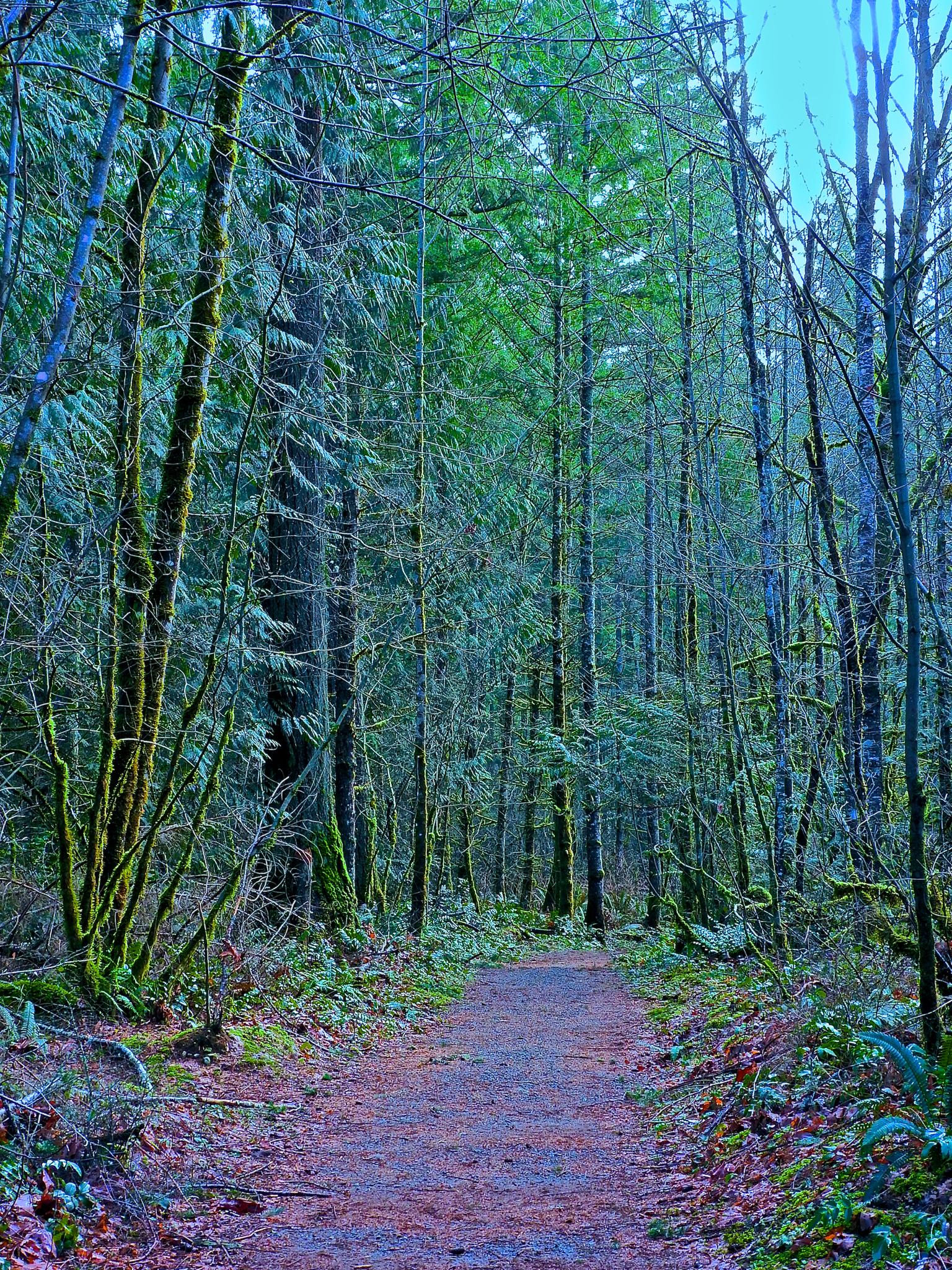 Vibrant forest path winding through tall, mossy evergreen trees and undergrowth.
