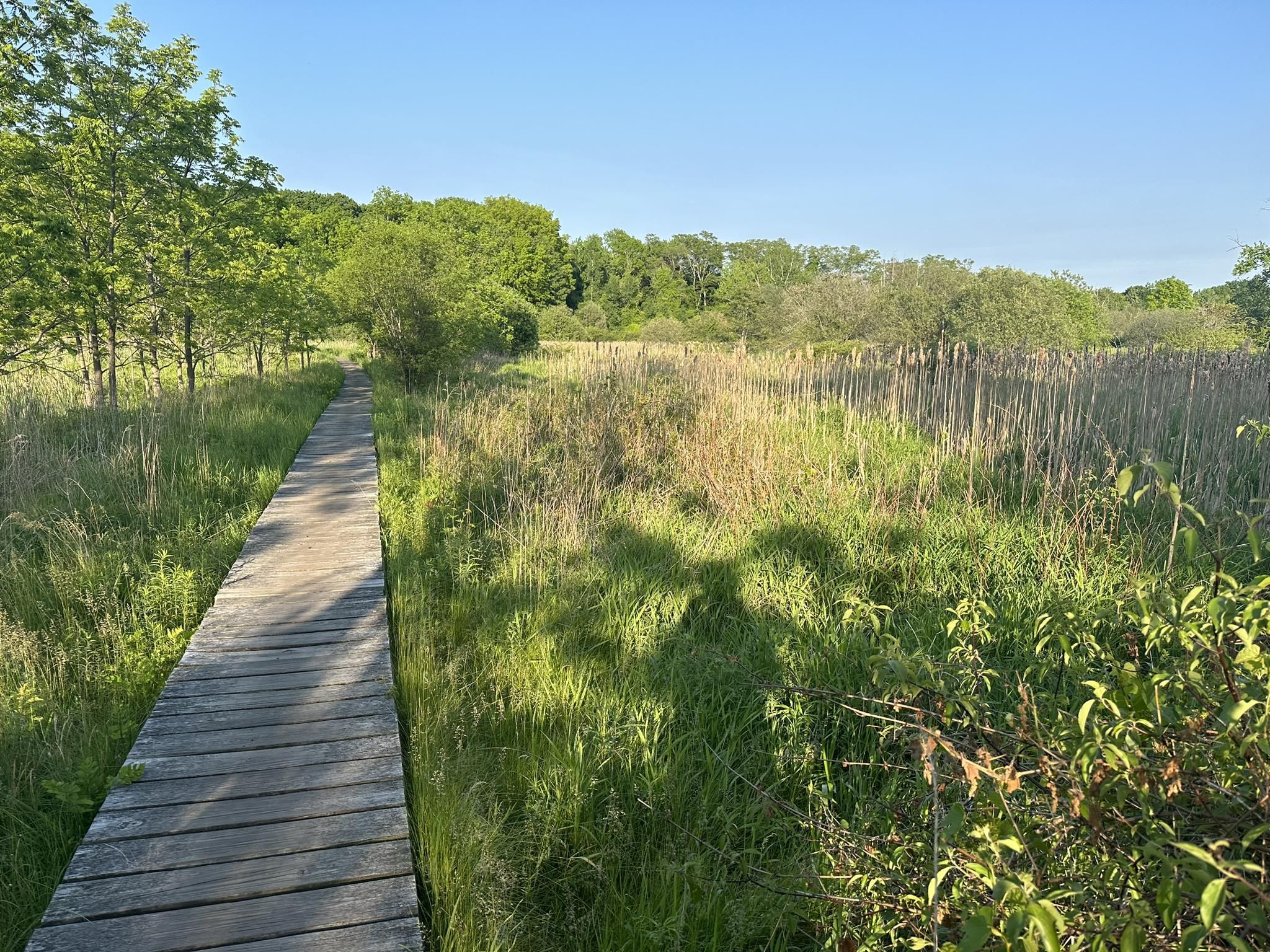 Wooden boardwalk through sunny wetlands with tall grass and tree shadows. - Western Greenway Trail