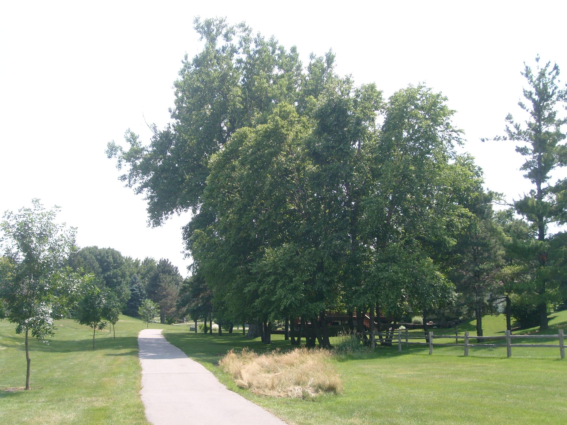 A paved path winds through a bright, green park with large trees.