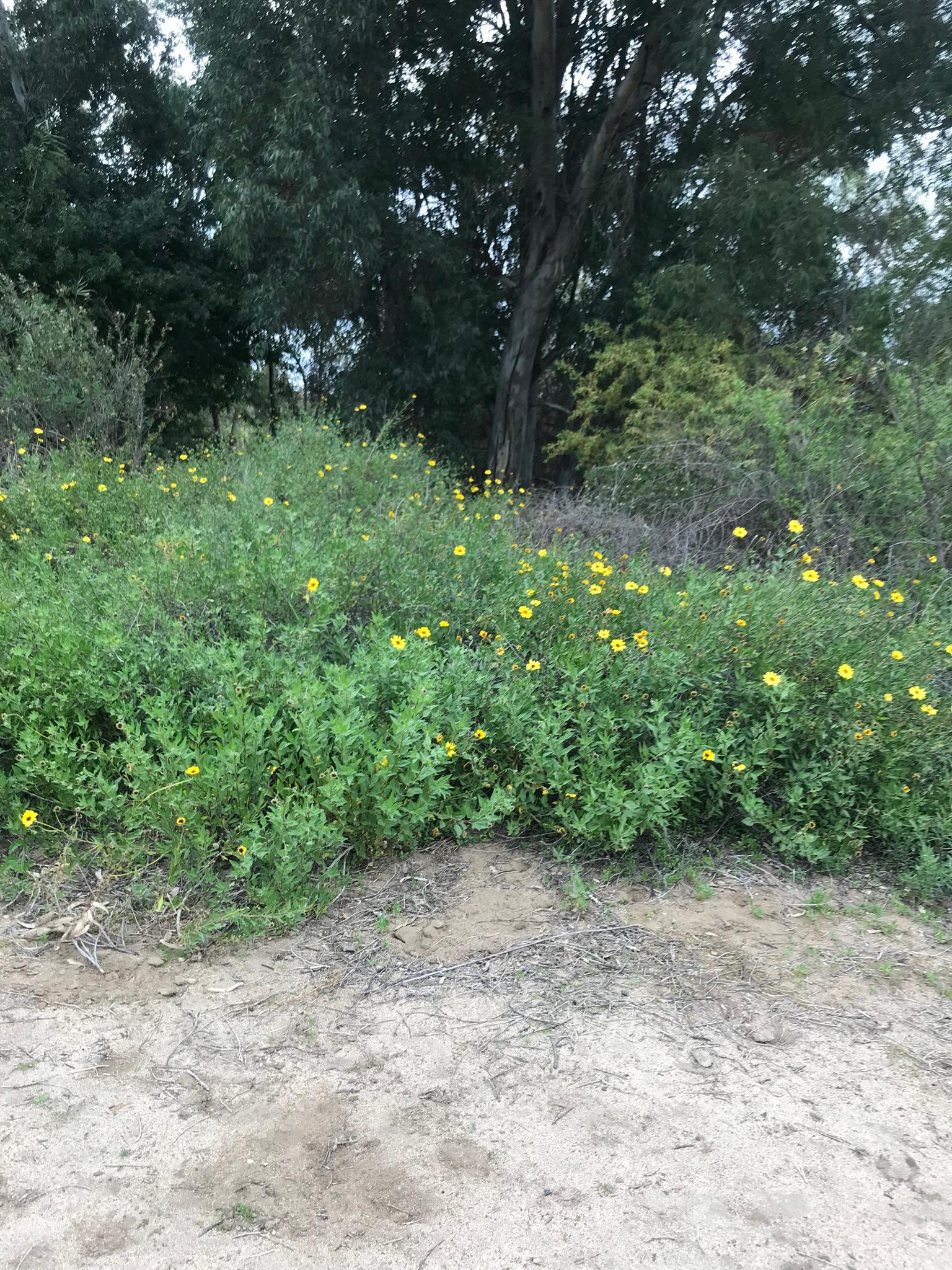 Green hillside with yellow wildflowers and large trees under diffused light.