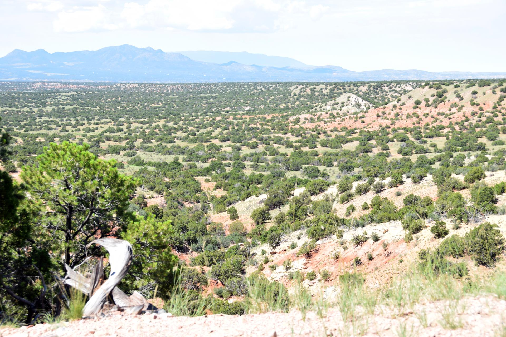An expansive desert valley with green shrubs and distant mountains under a bright sky.