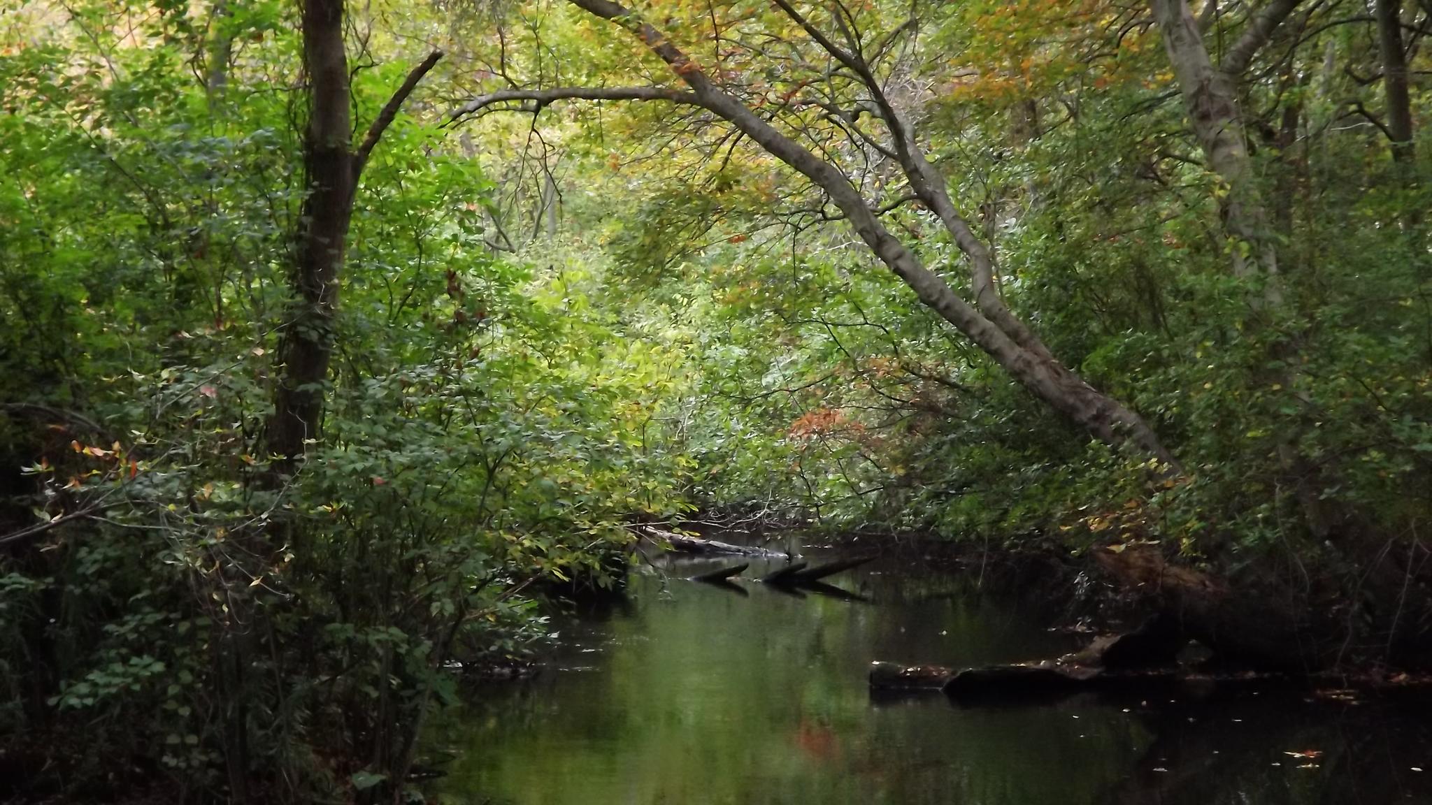 A calm stream flowing through a dense, green, shaded forest.