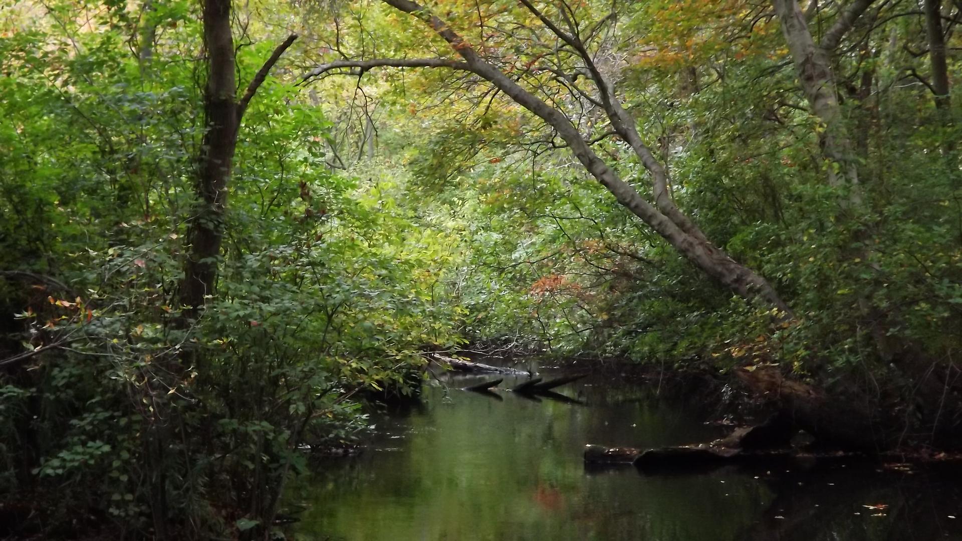 A calm stream flowing through a dense, green, shaded forest.