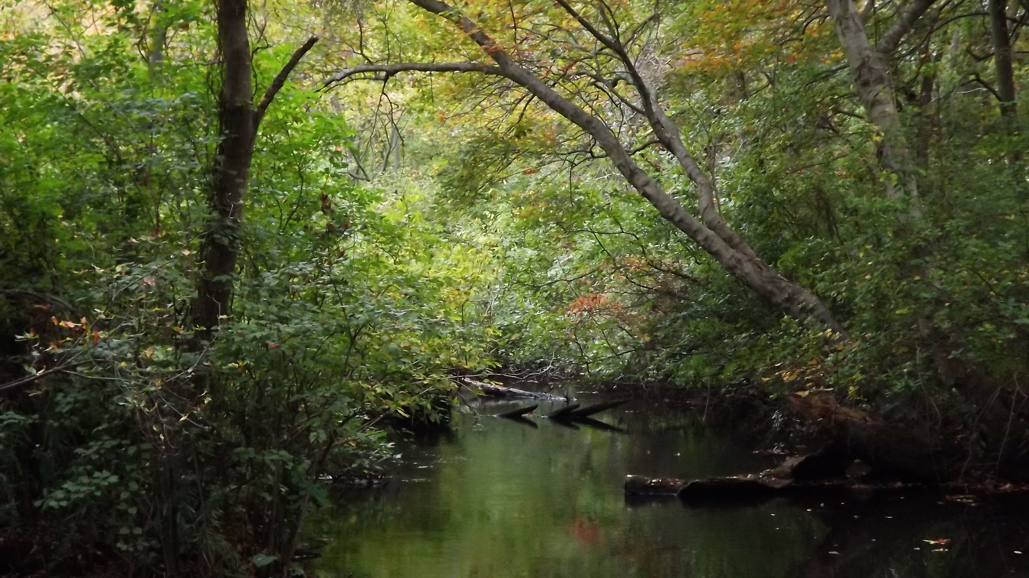A calm stream flowing through a dense, green, shaded forest. - Home Trail