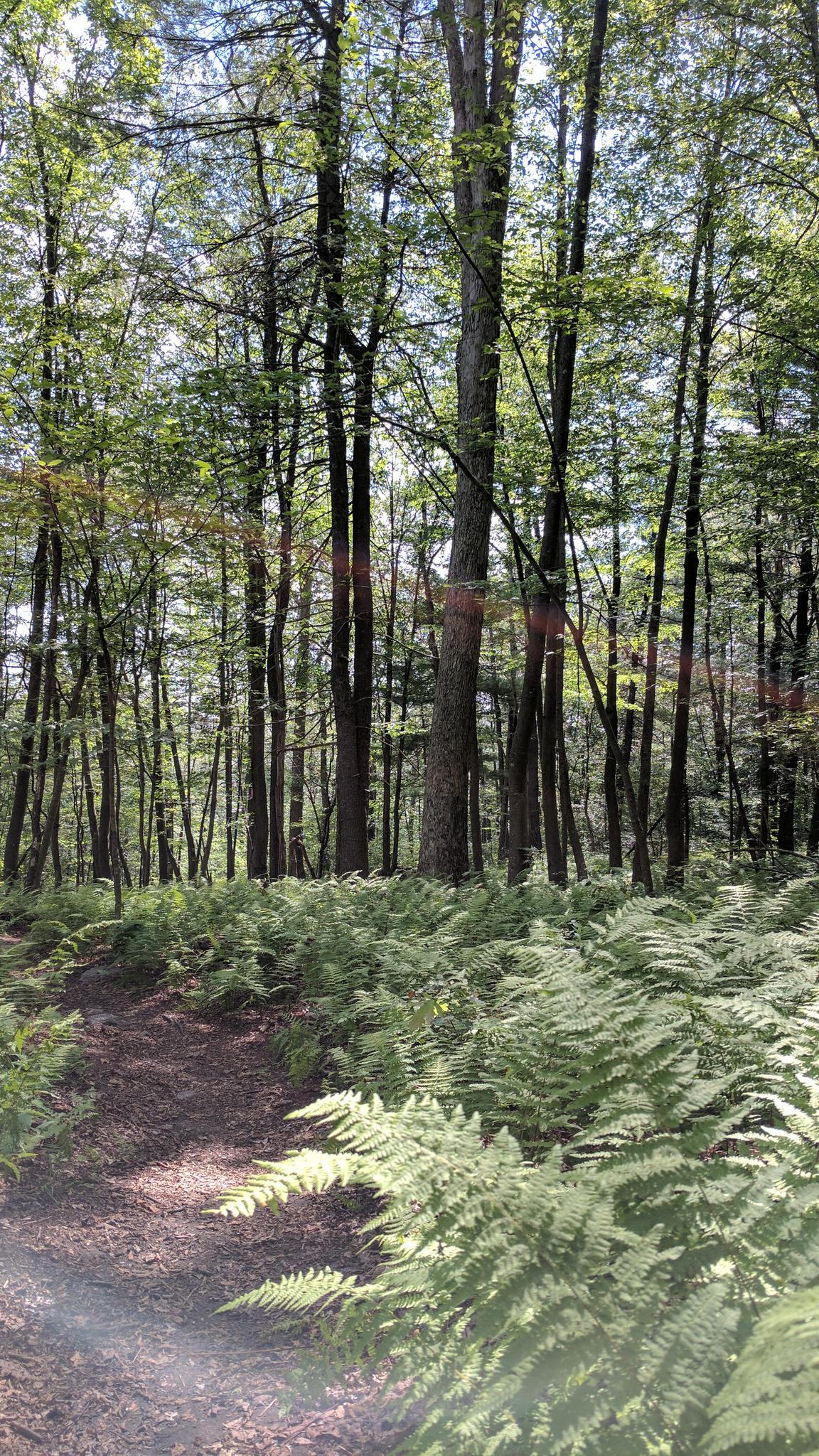 Sunlit forest path surrounded by lush green ferns and tall trees.