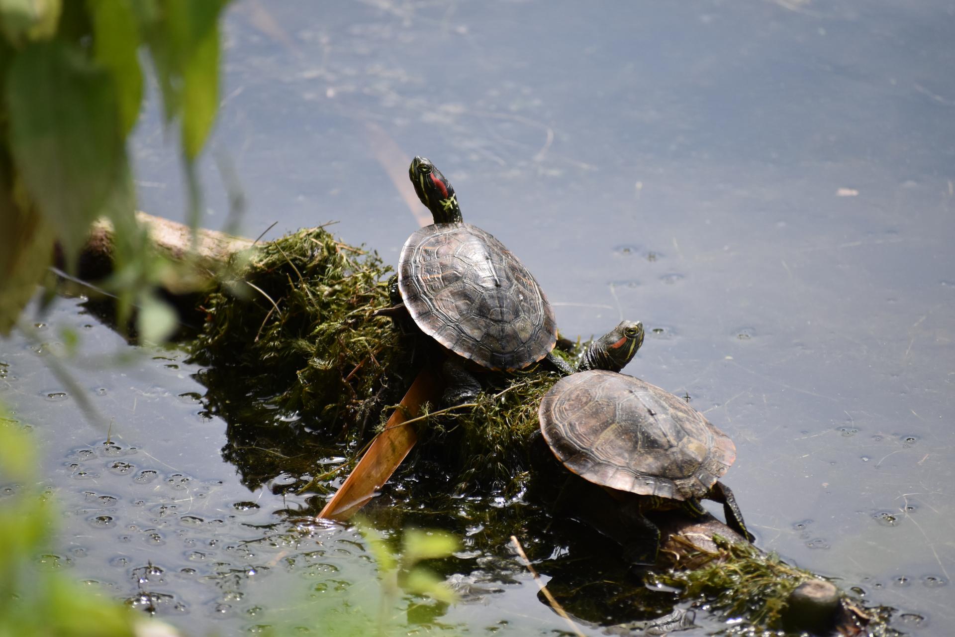 Two turtles bask on a mossy log in calm water under bright light.