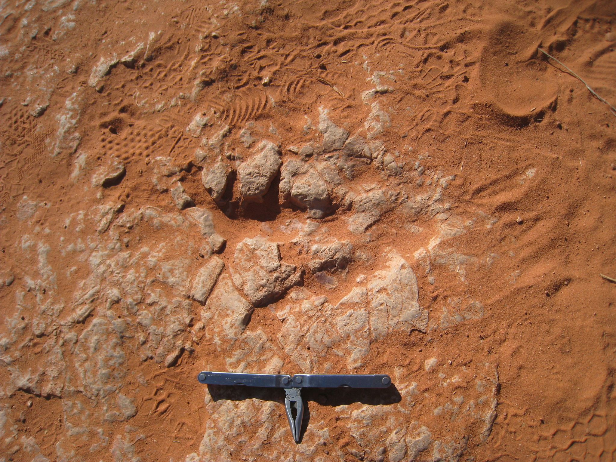 Close-up of a tool next to footprints and a fossil in red dirt. - Dino Cliffs and Church Rocks Loop