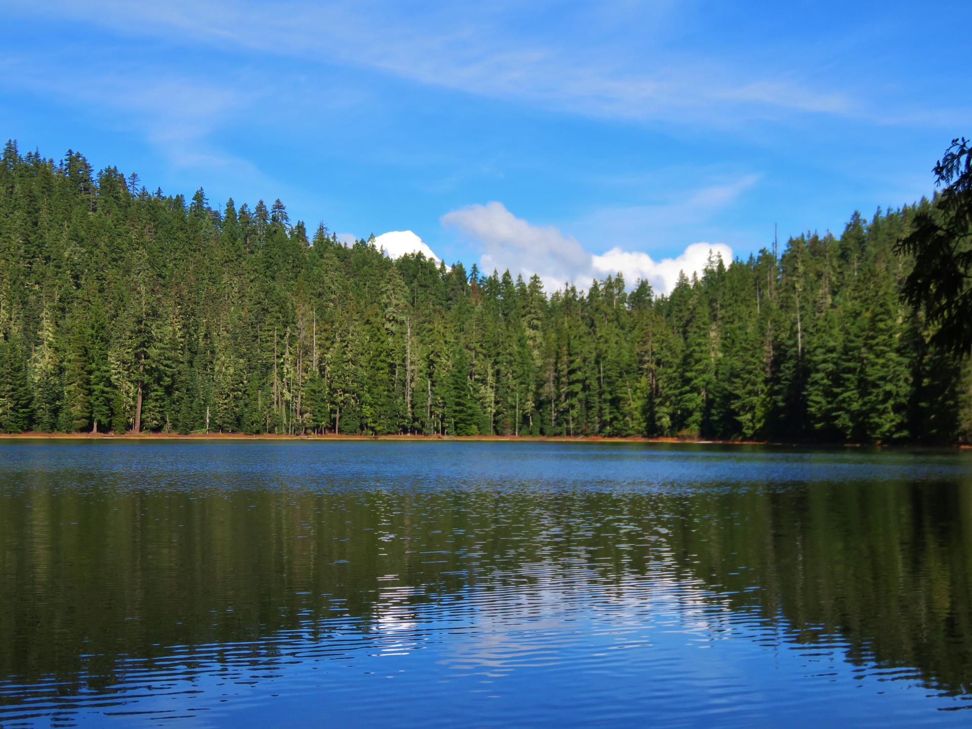 Calm lake reflecting a dense green forest under a bright blue sky.