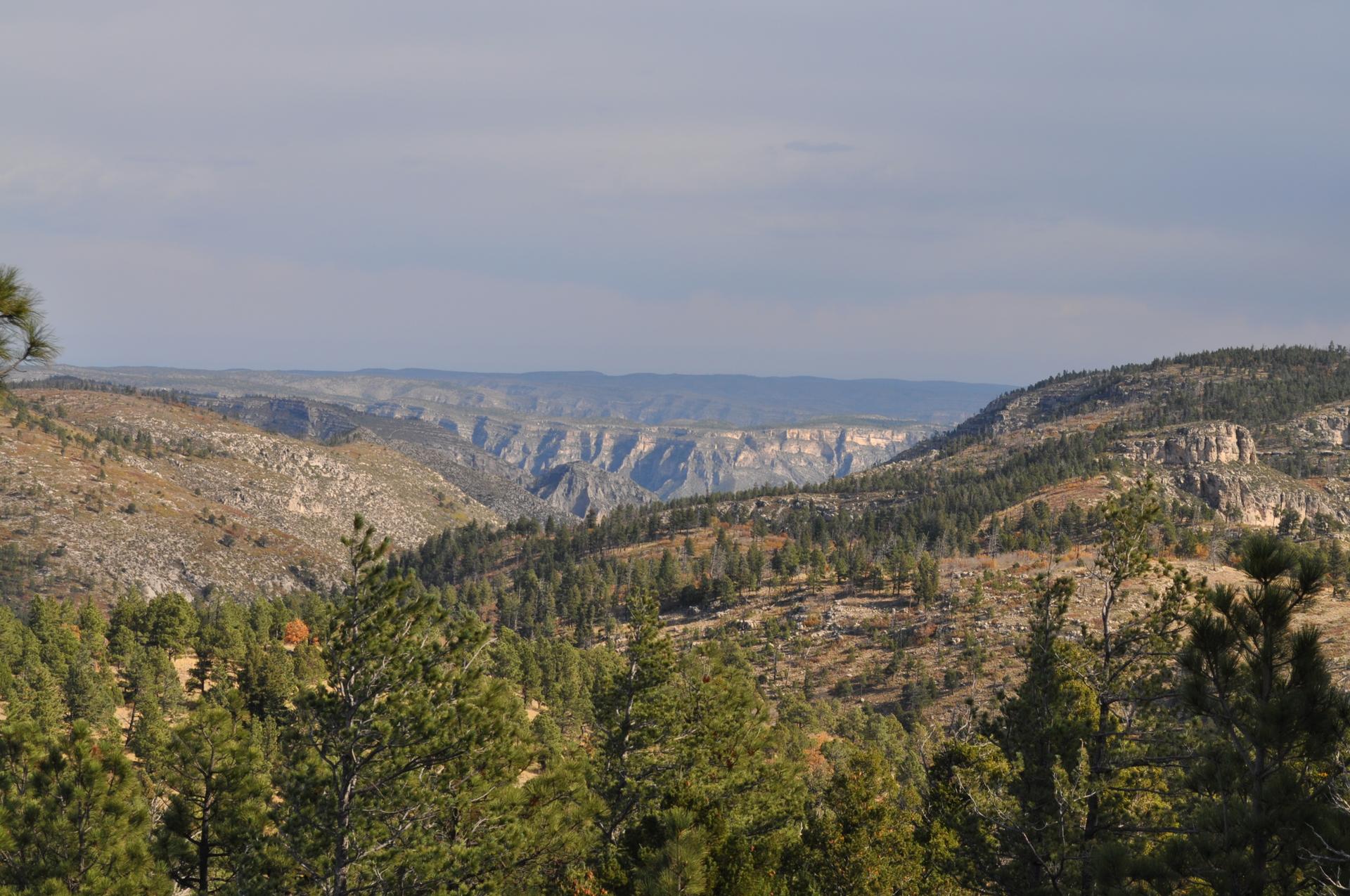 Expansive view of a deep, forested canyon under a soft, cloudy sky.