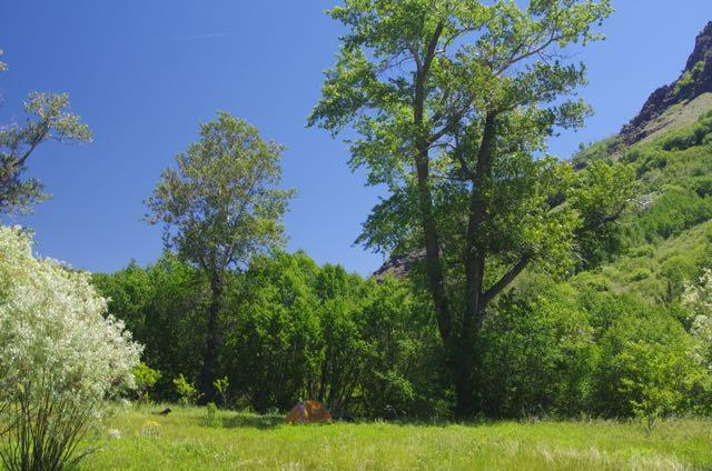 Sunny meadow with tall trees and a distant mountain under blue sky.