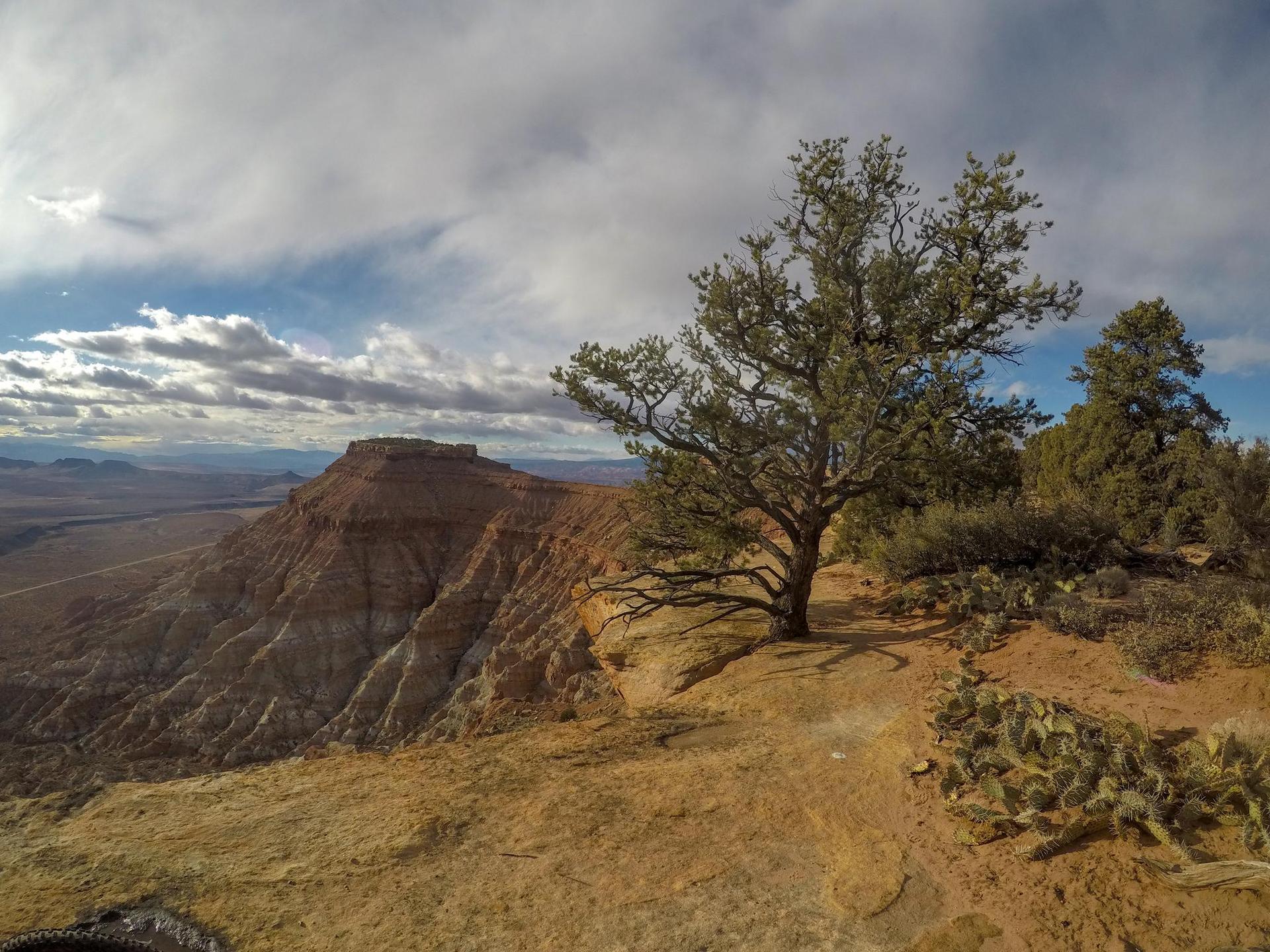 A large tree on a cliff edge overlooking a vast arid landscape.