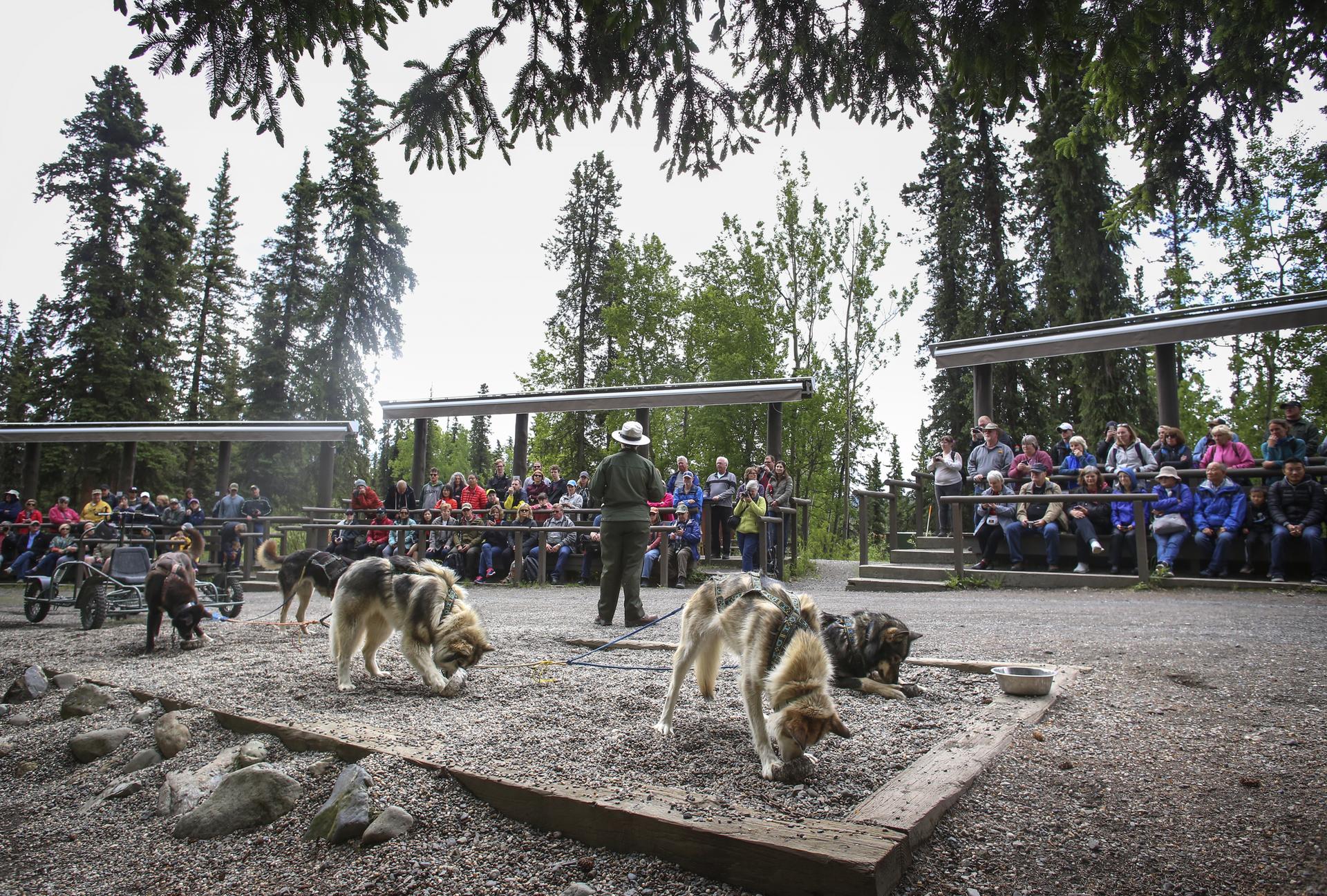Sled dogs and a handler perform for a seated crowd under a cloudy sky.