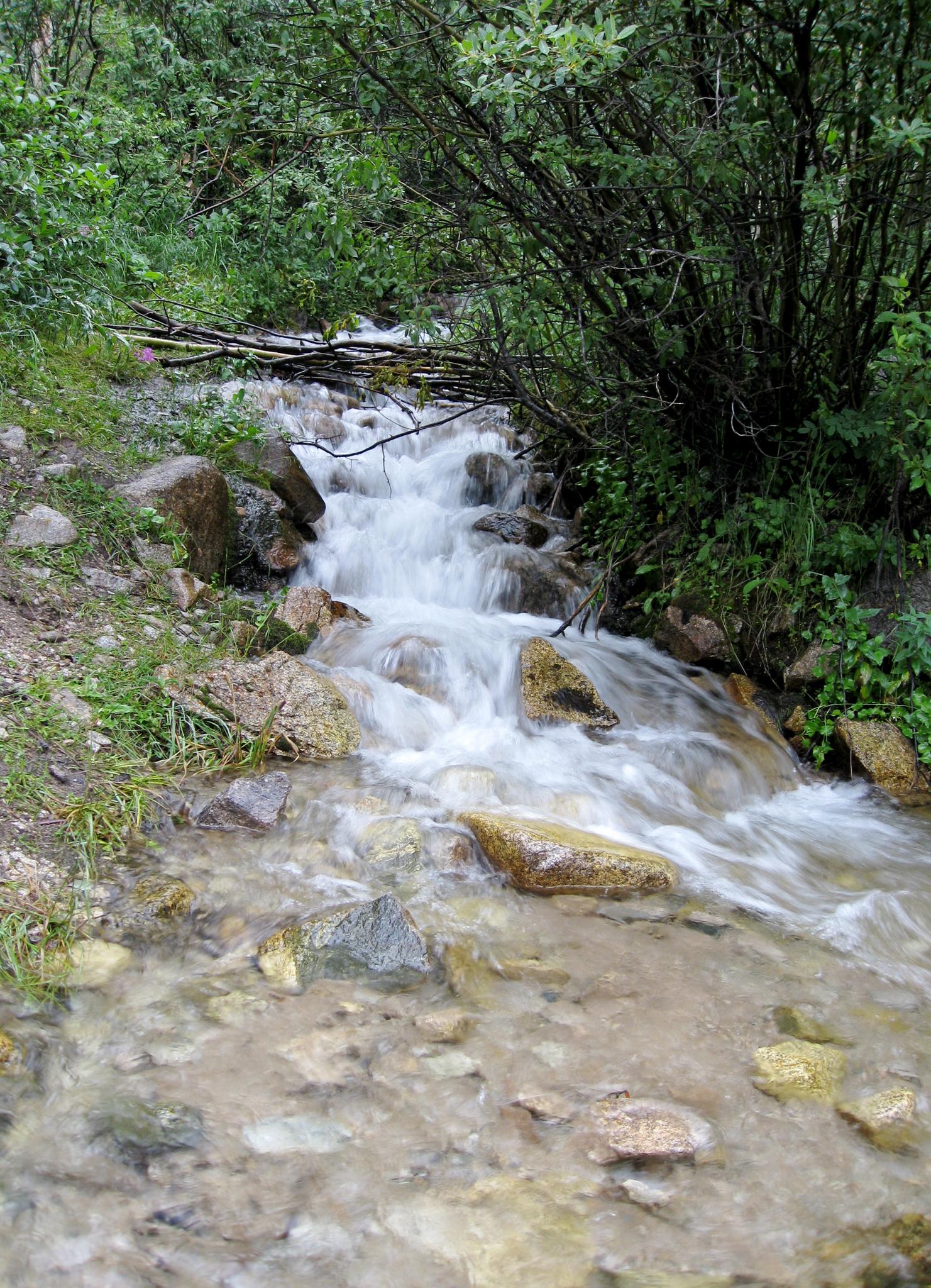 A small, rocky stream cascades through dense green foliage.