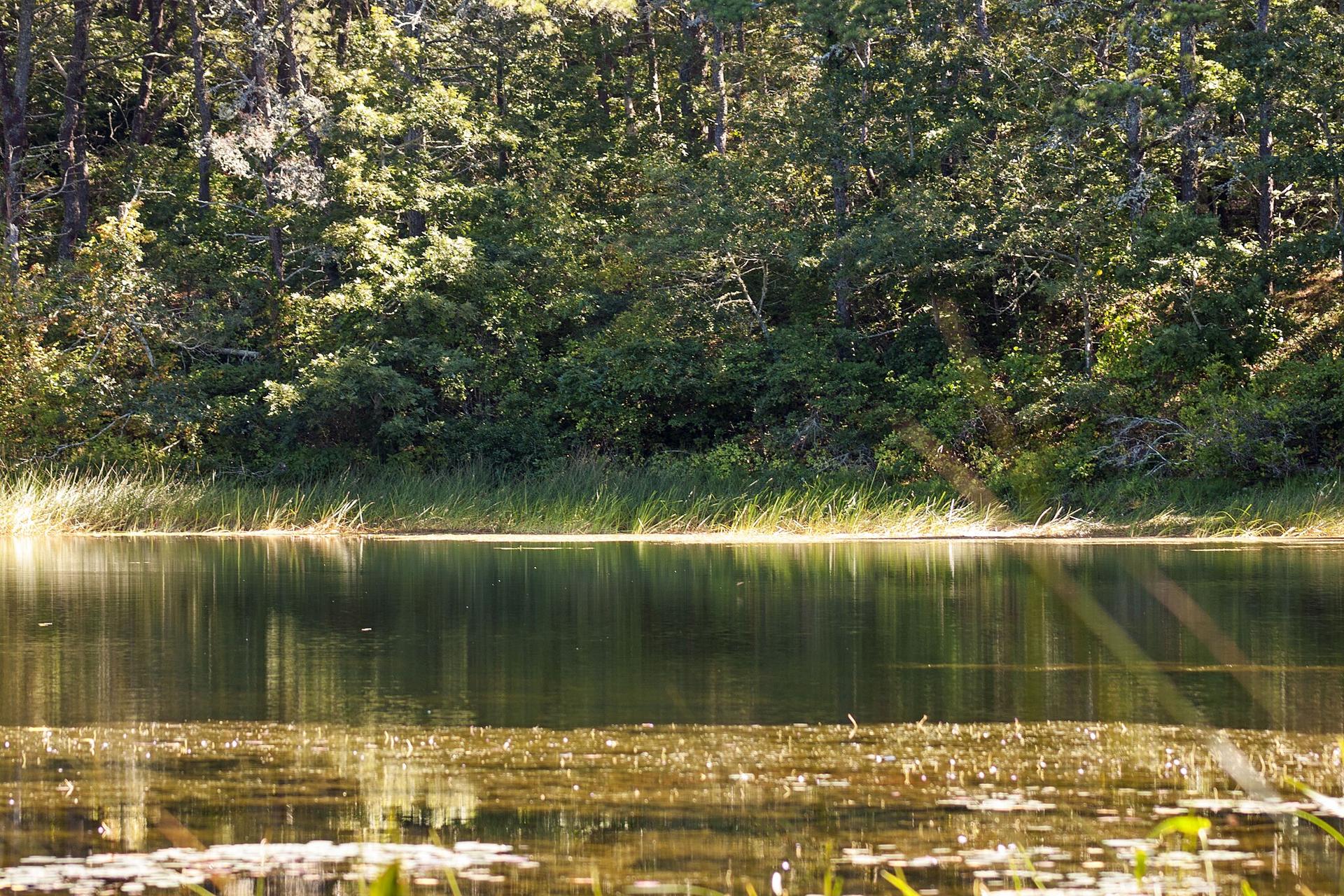 Sunlit lake with reflections and lily pads, bordered by green forest.